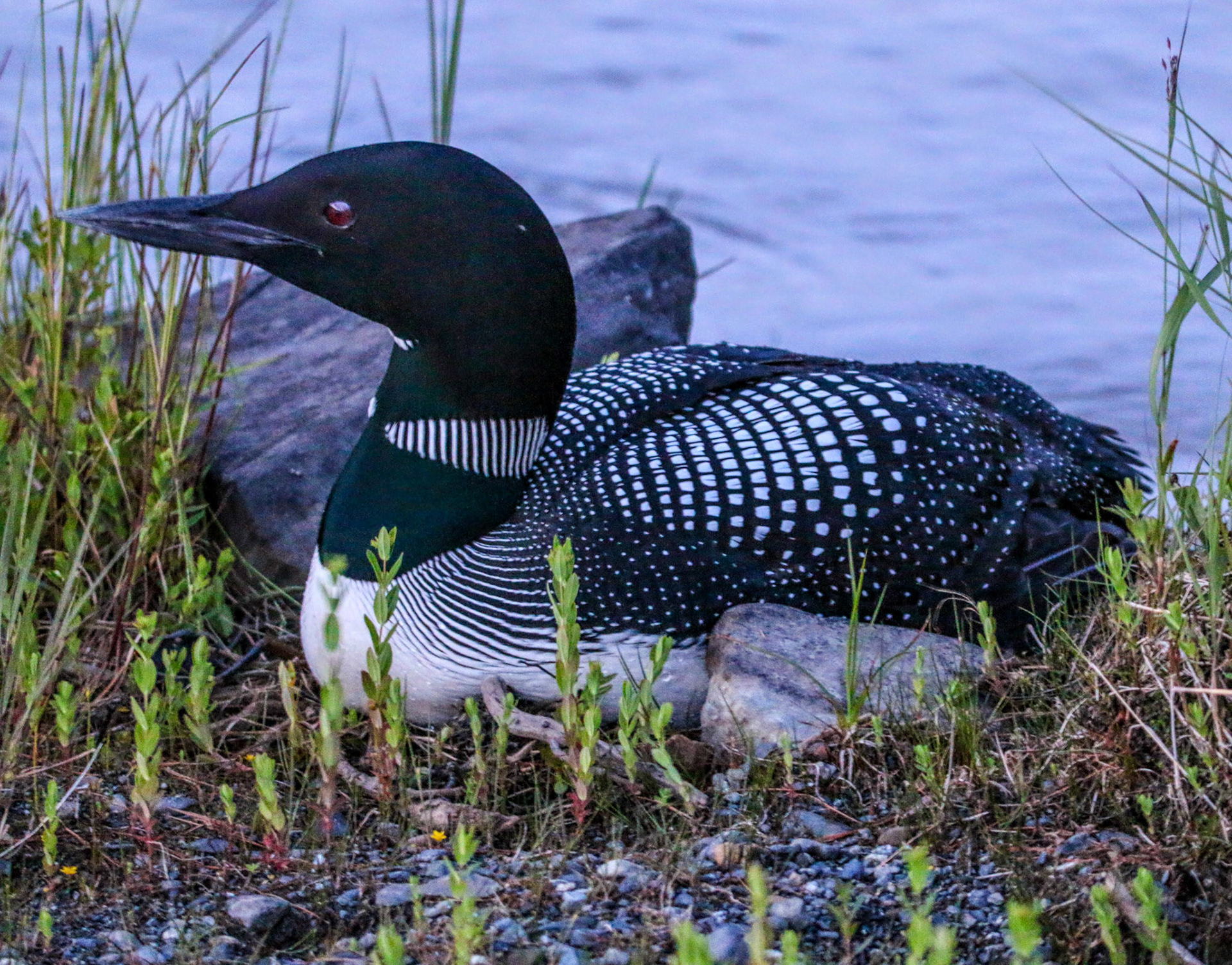 Loon, Maine