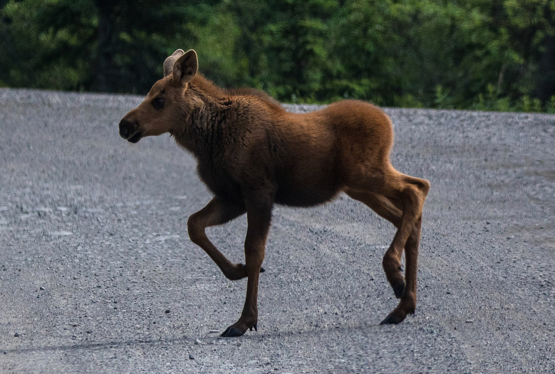 Moose, Alaska