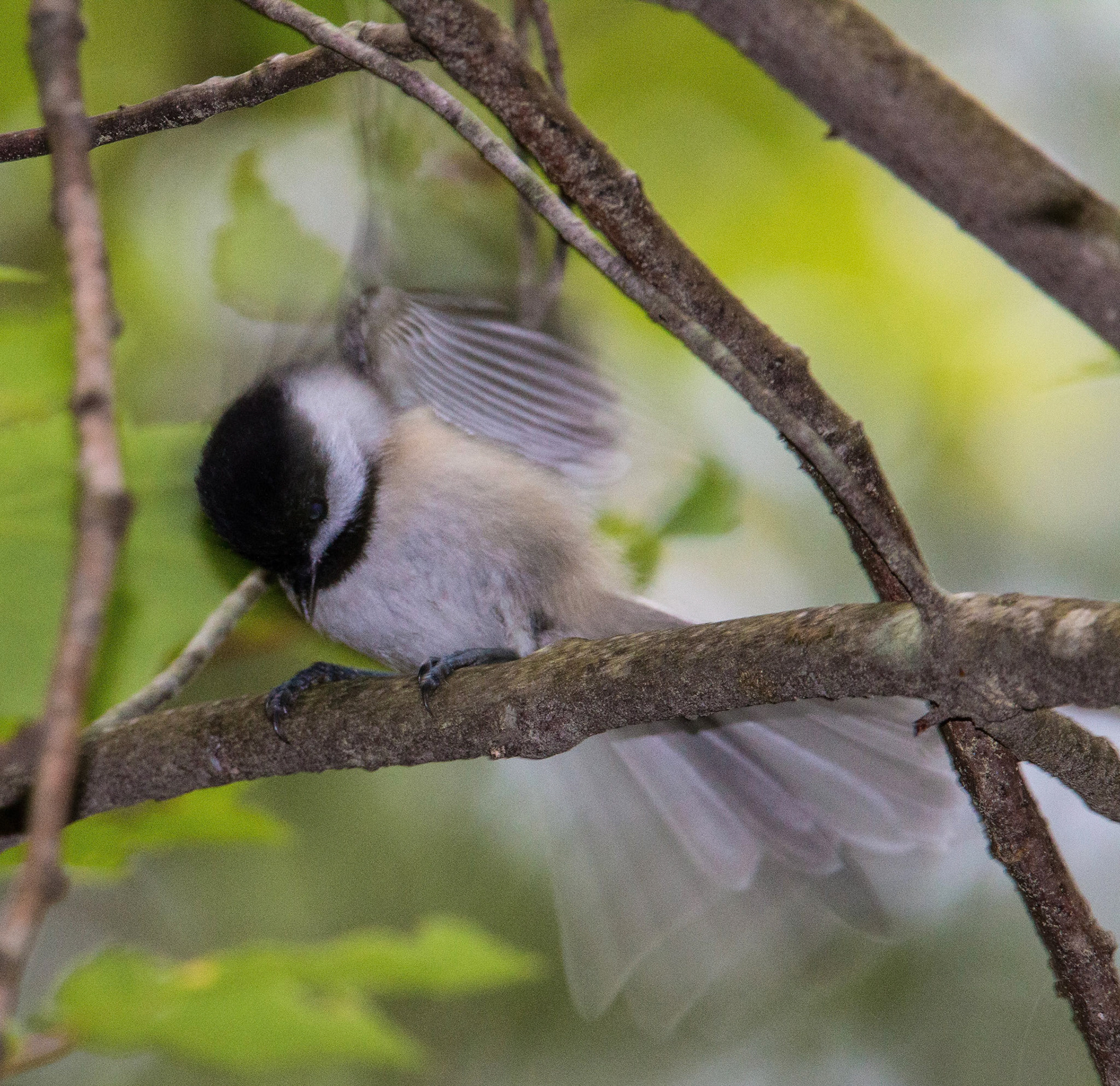 Chickadee, Fells