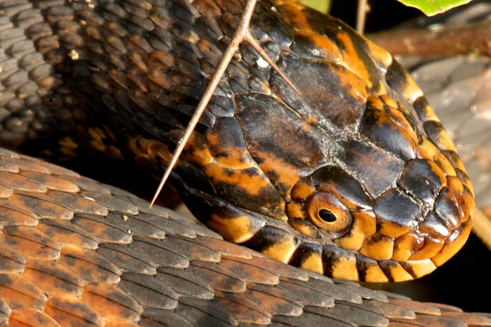 Snake, Lettuce Lake Pk, Tampa