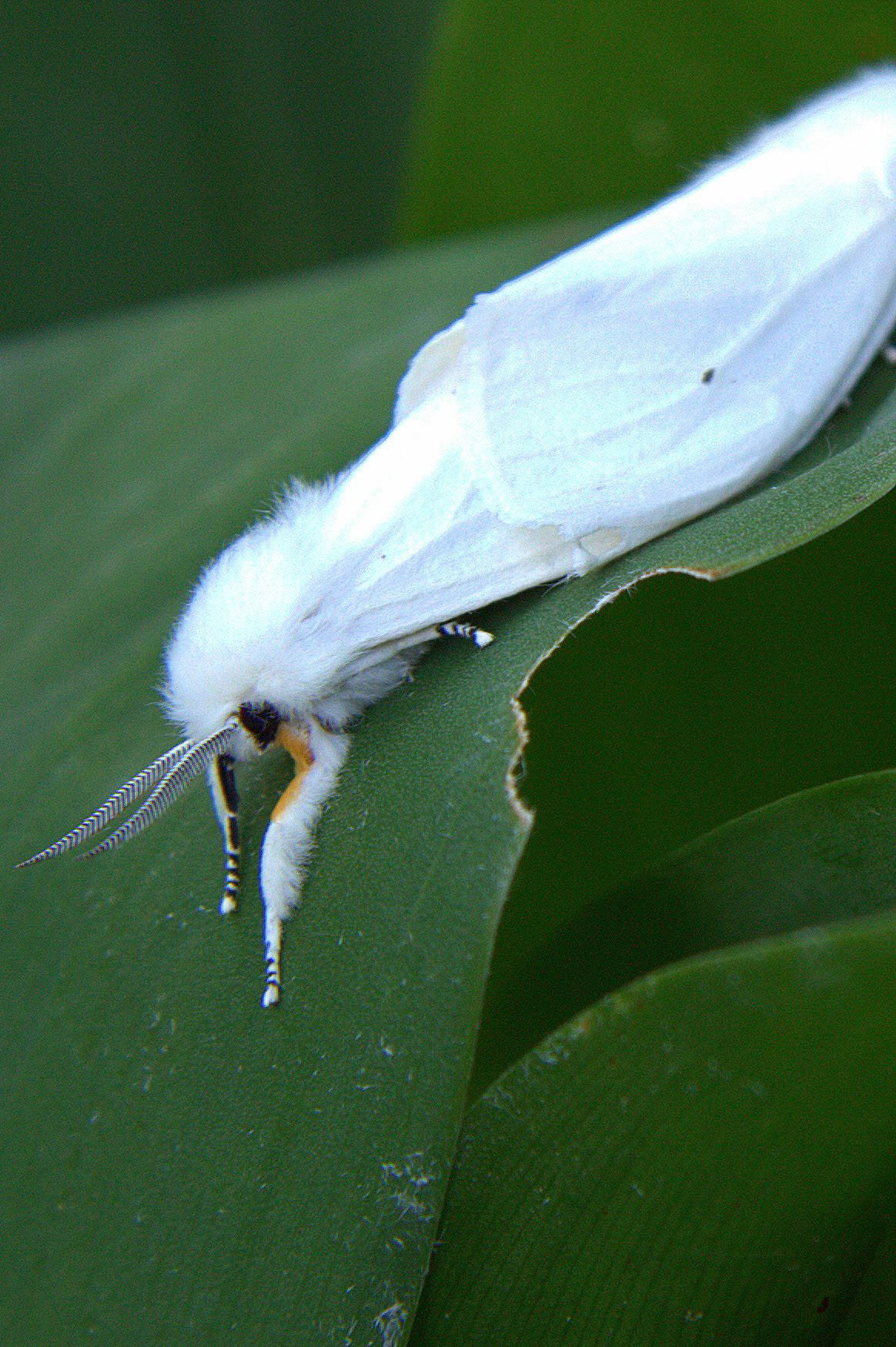 Tiger Moth, Fells
