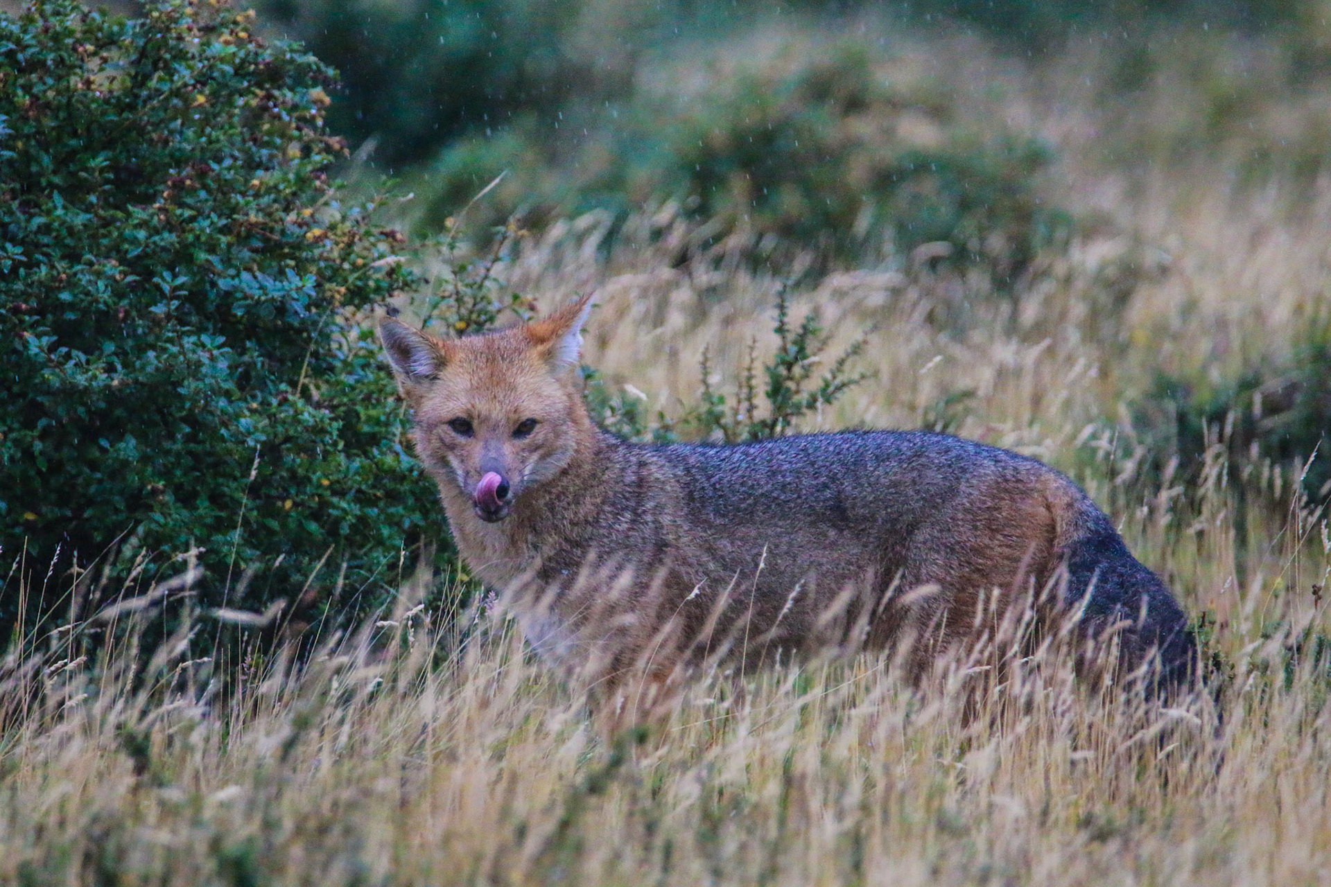 Fox, Patagonia, Chile