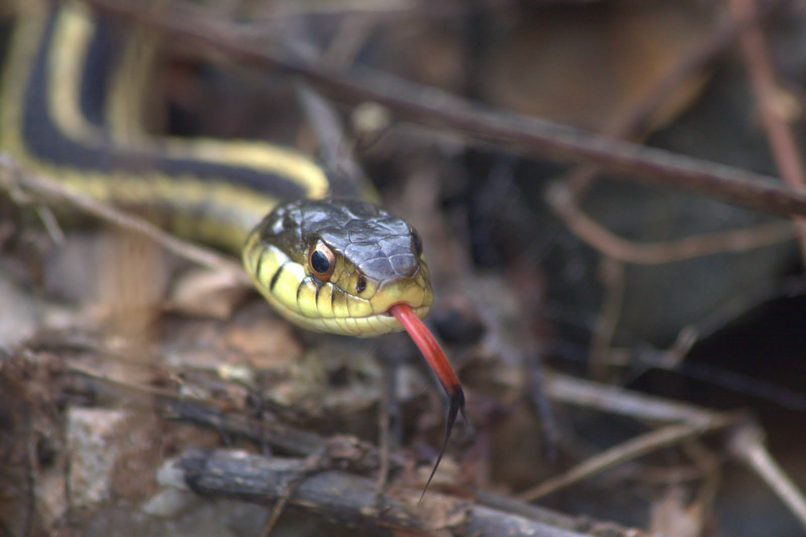 Garter Snake, Fells Reservation
