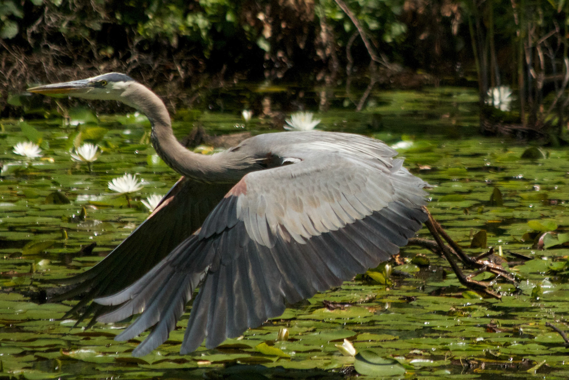 Great Blue Heron, Long Pond Fells