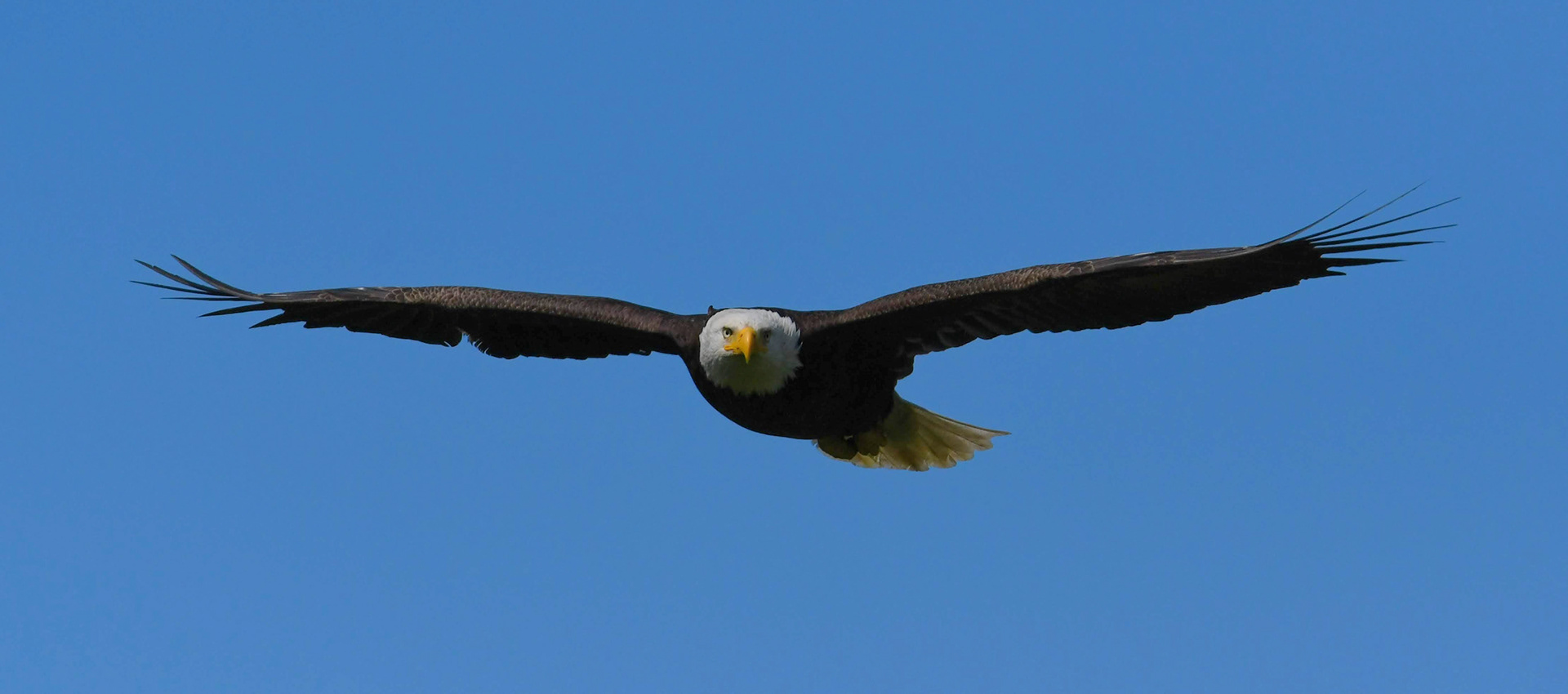 Bald Eagle, Alaska