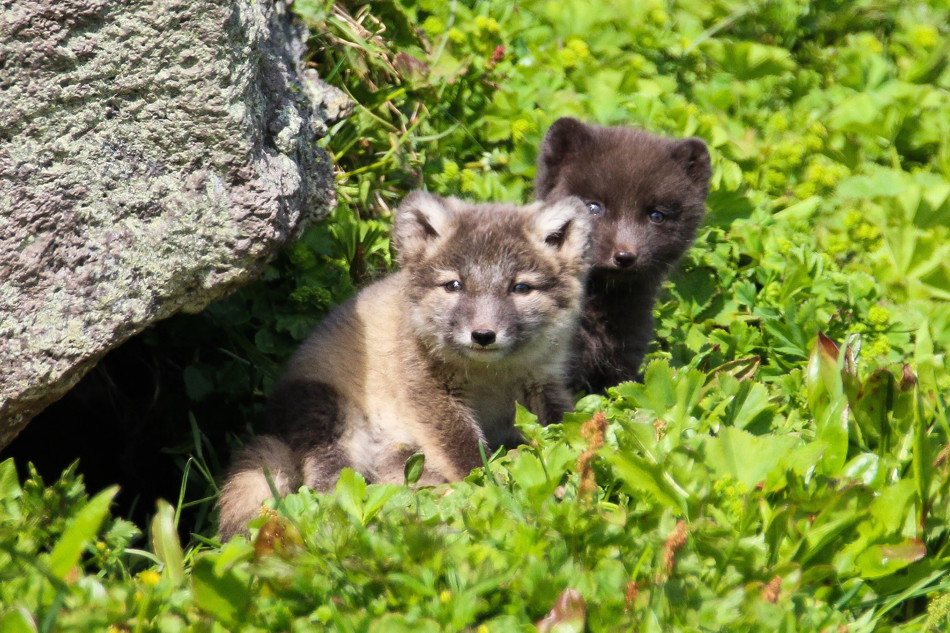 Arctic fox kits, Hornstrandir, Iceland