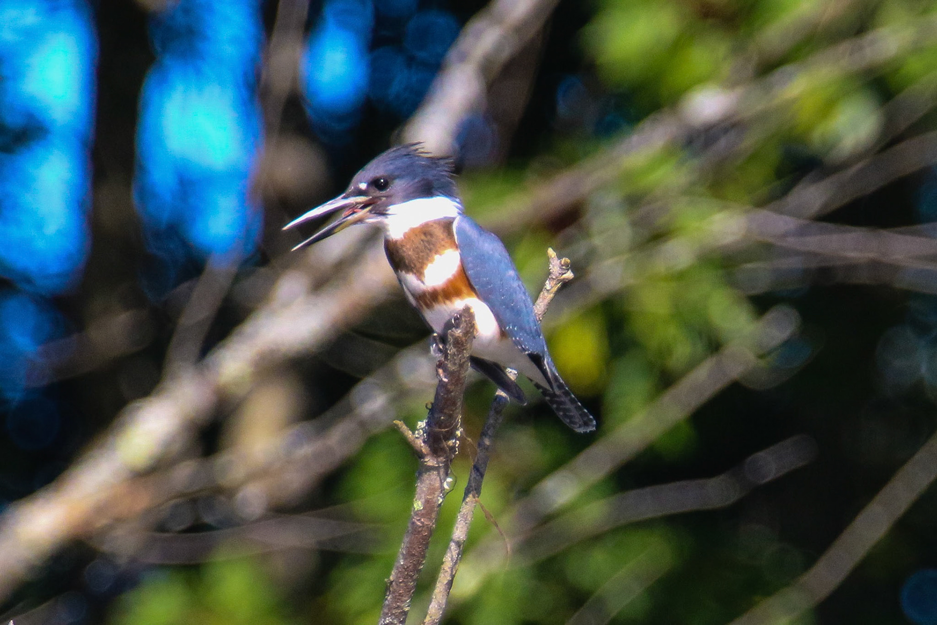 Kingfisher, Concord River