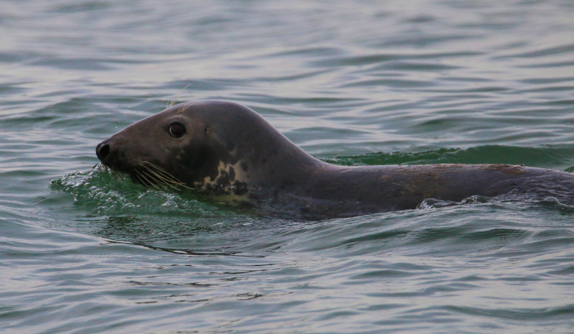 Seal, Cape Cod