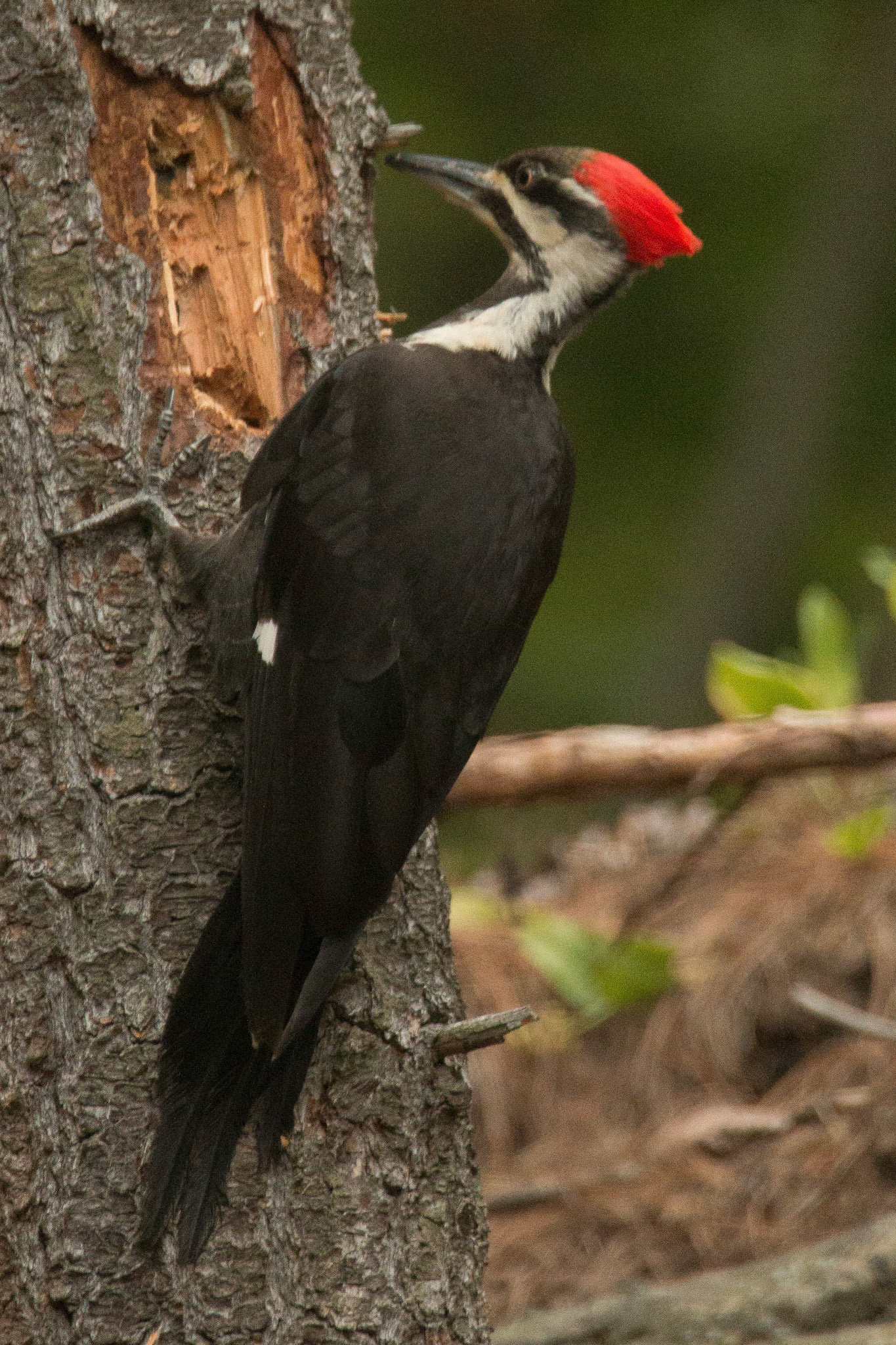 Pileated Woodpecker, Fells