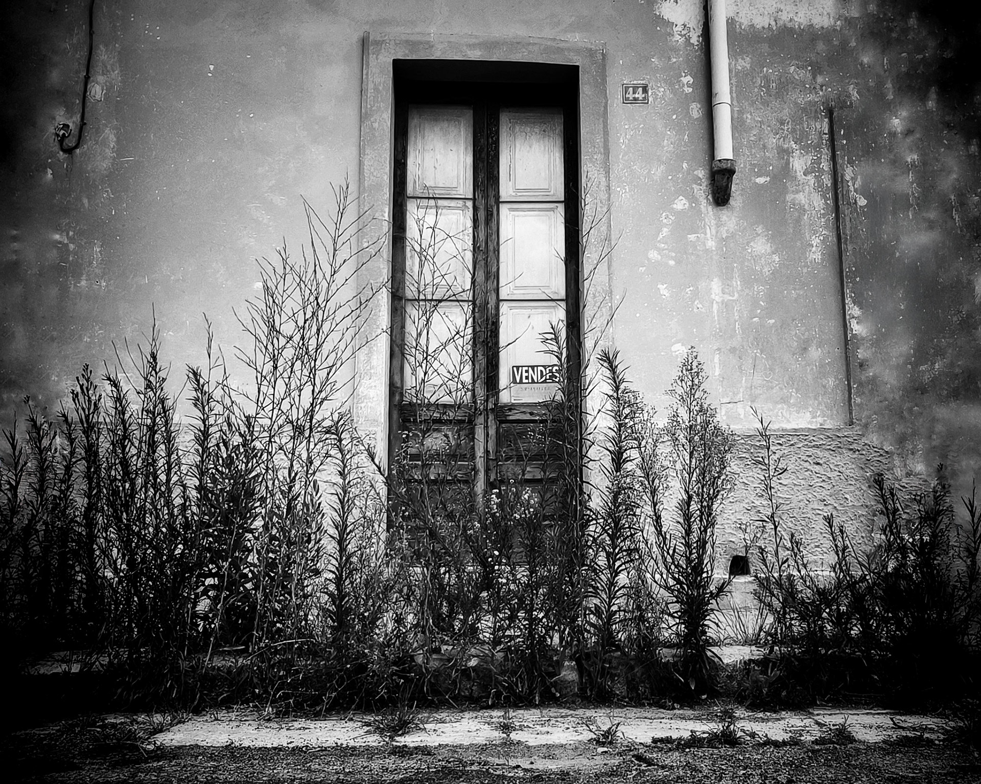 Di fiori ne continueranno a crescere, a  morire e a crescere, di fiori vigorosi, velenosi, ingannevoli, innocui, di fiori come uomini e donne... Qualora qualcuno o qualcosa lo calpestasse sarà sempre il fiore della strada- _ dalla raccolta Pudori di Ritanna Attanasi