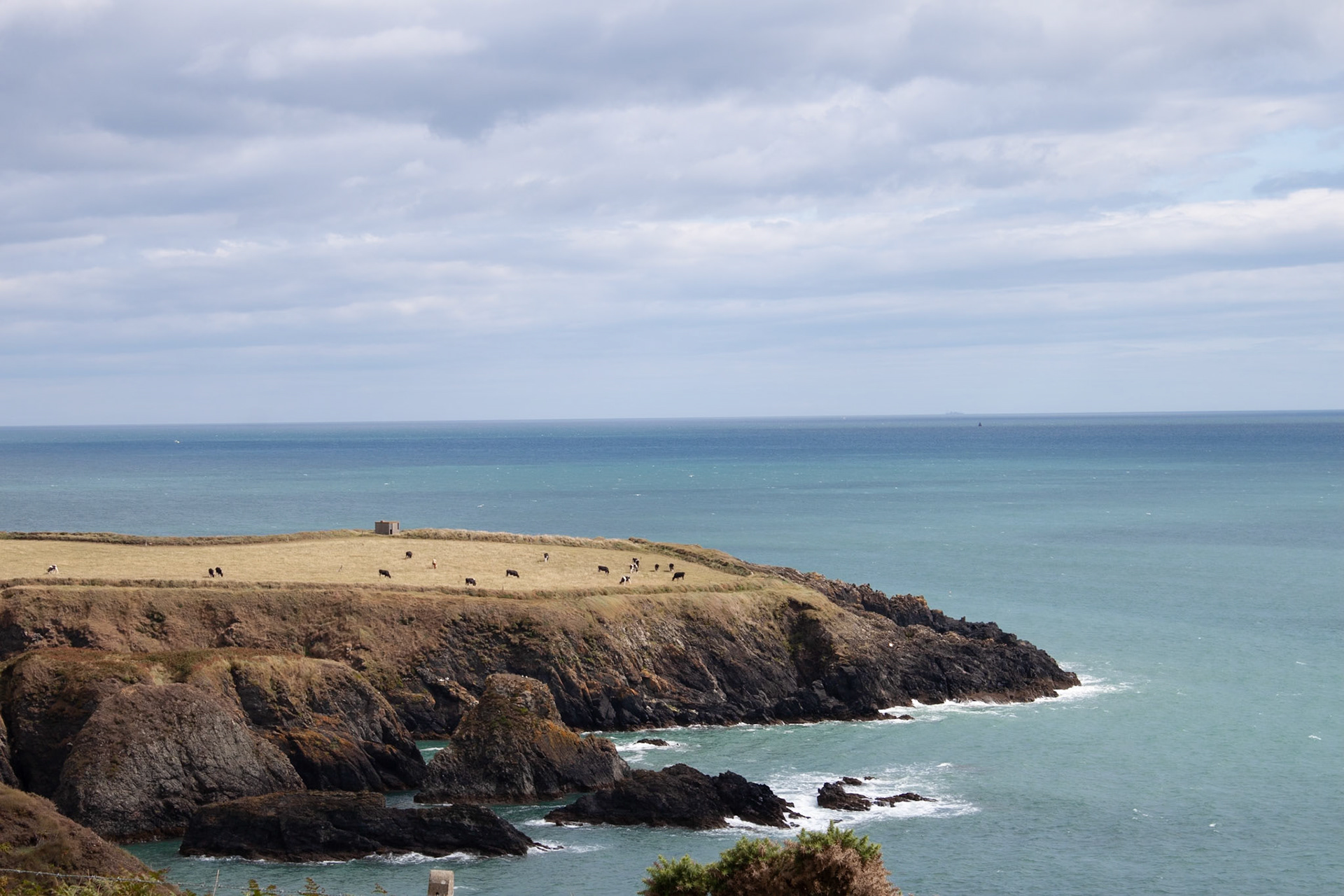 Cows on the Copper Coast, Ireland