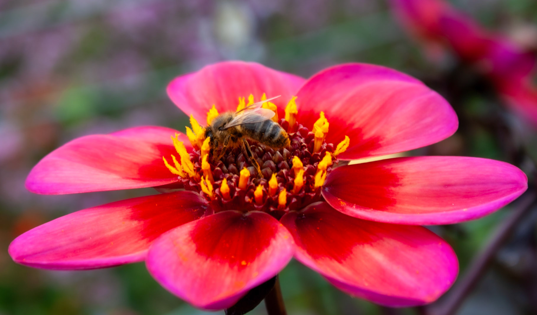 Honey Bee in Powerscourt Gardens, Ireland
