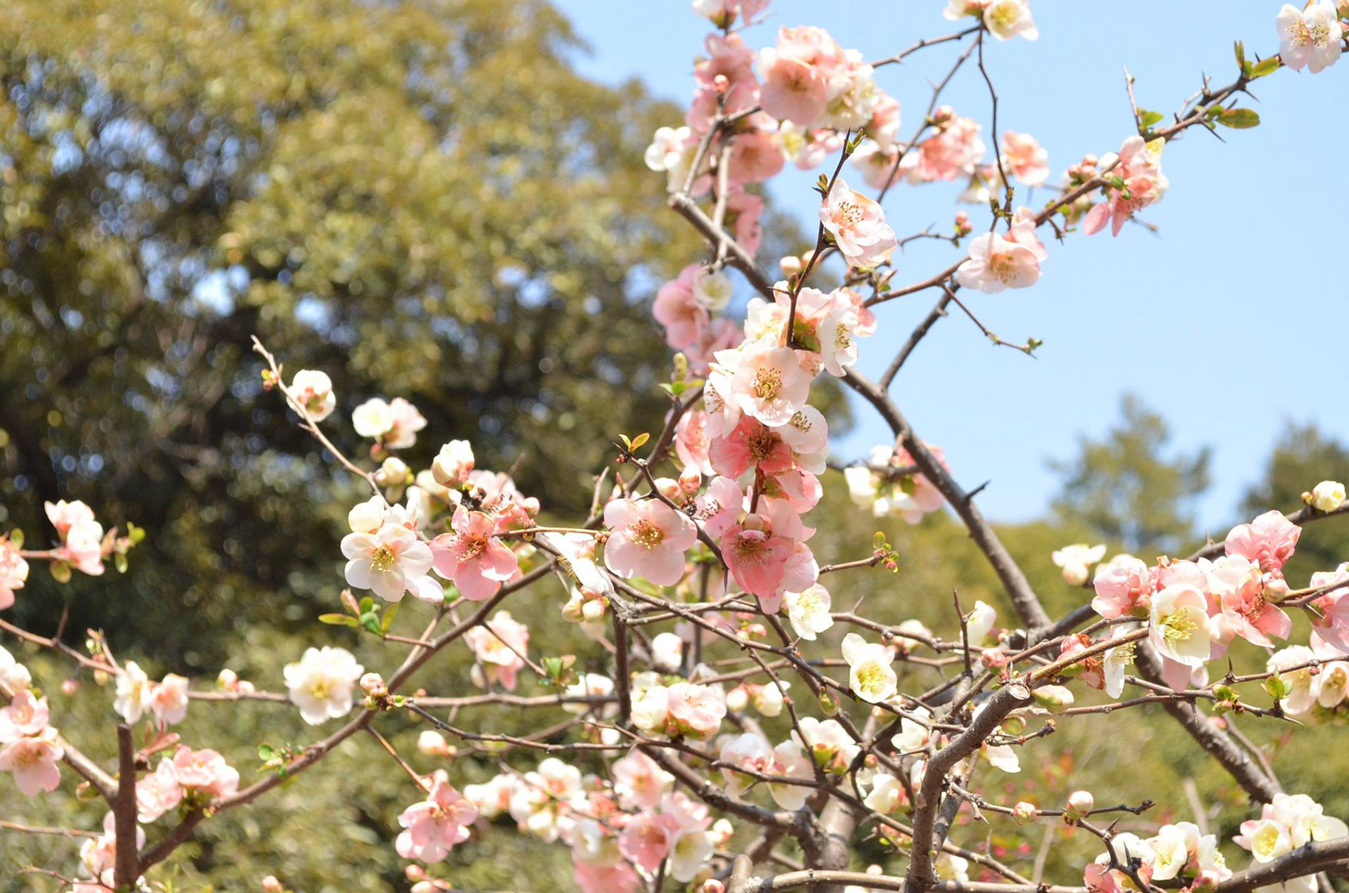 Sakura Beauty