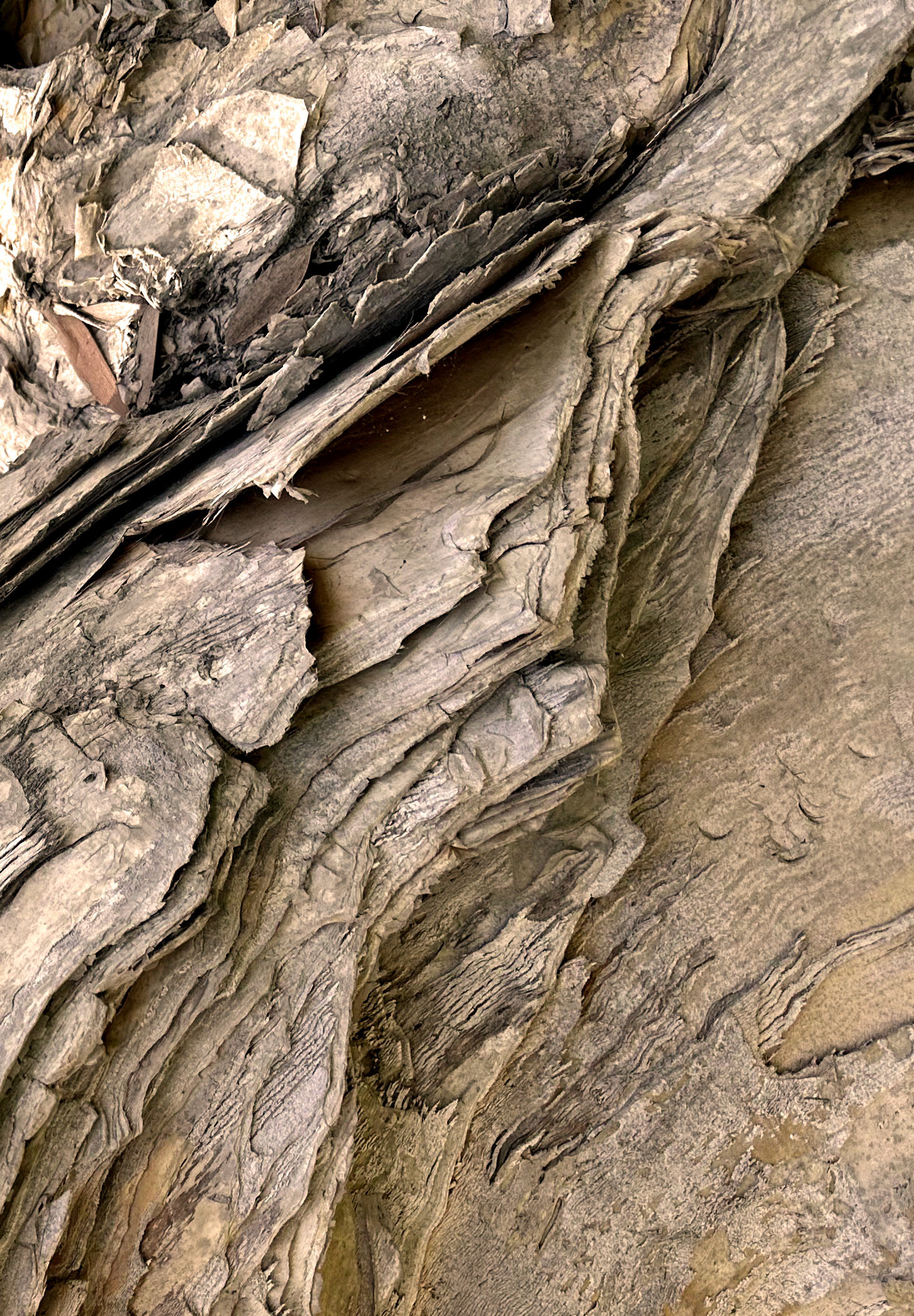 Paper Tree III—texture study