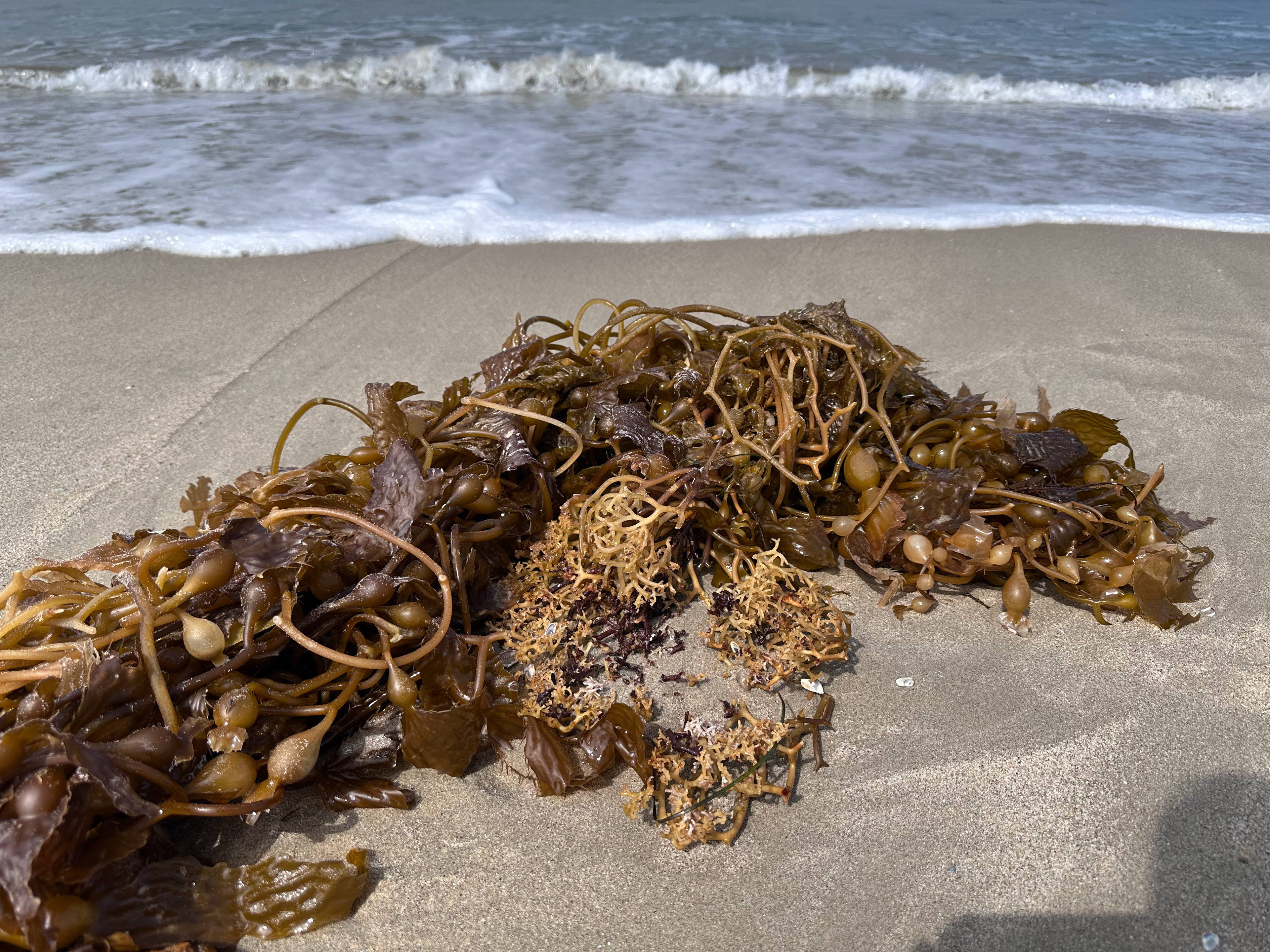 Kelp inspiration