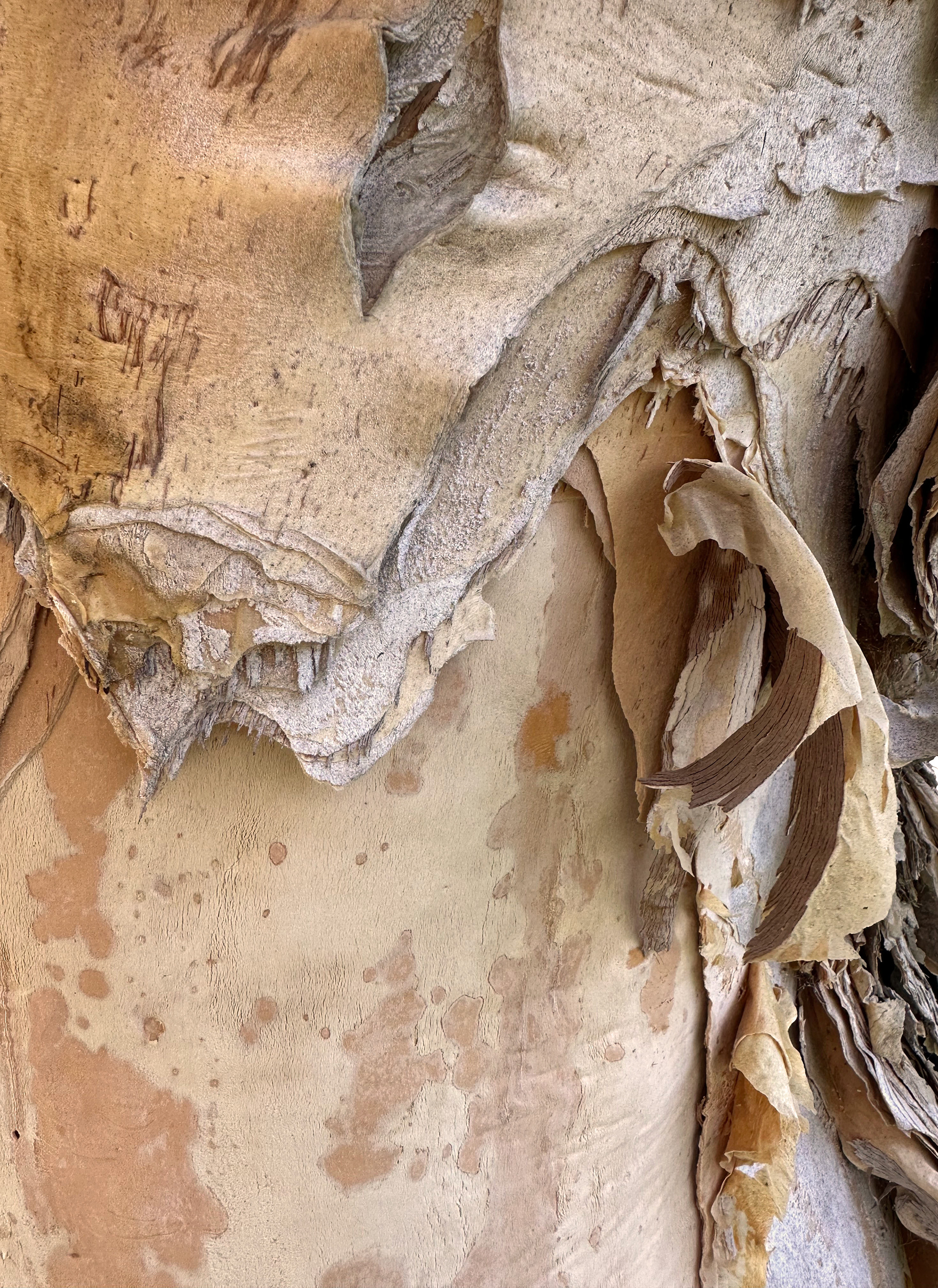 Paper Tree—texture study