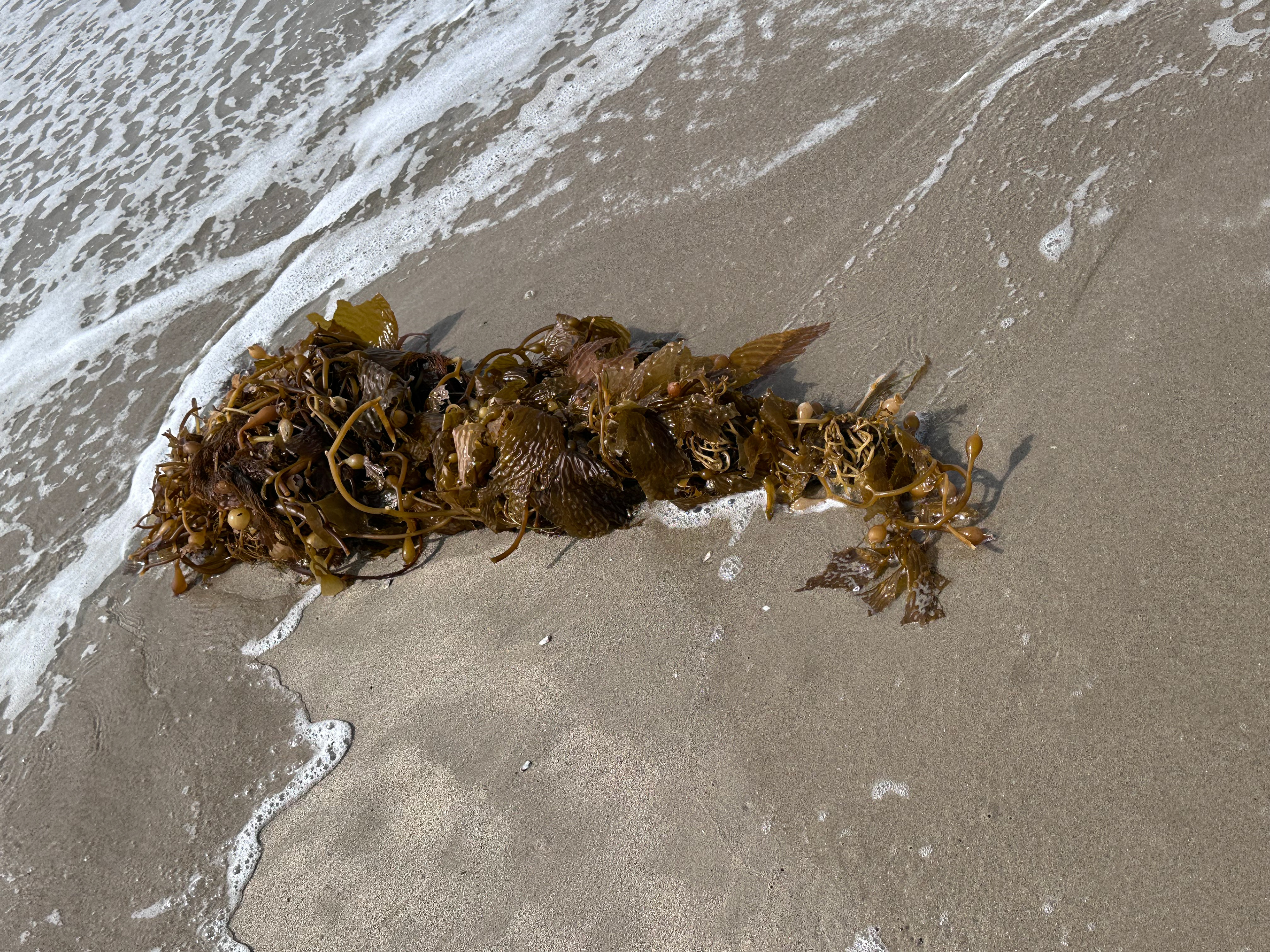Kelp inspiration