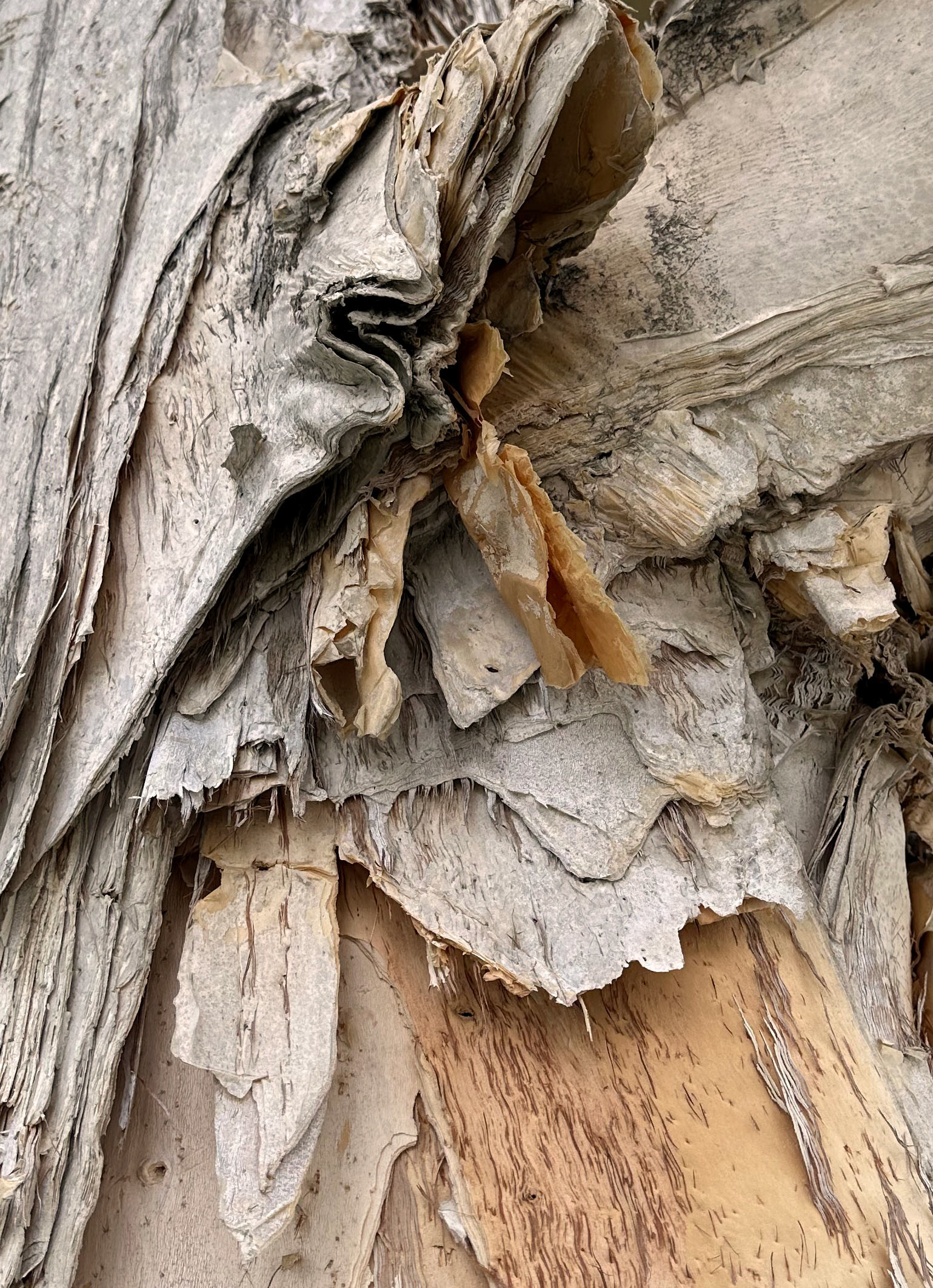 Paper Tree II—texture study