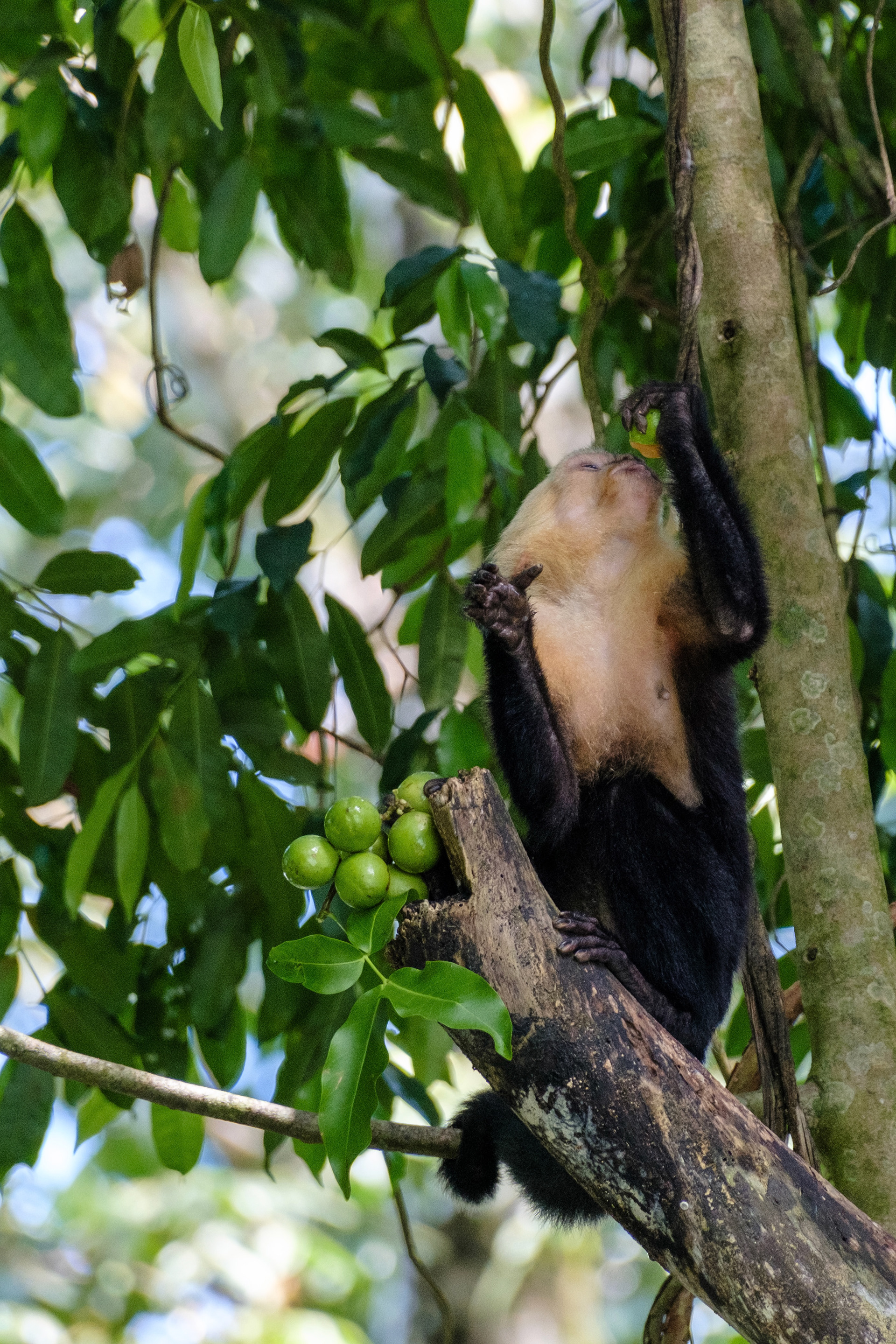 Manuel Antonio National Park, Costa Rica