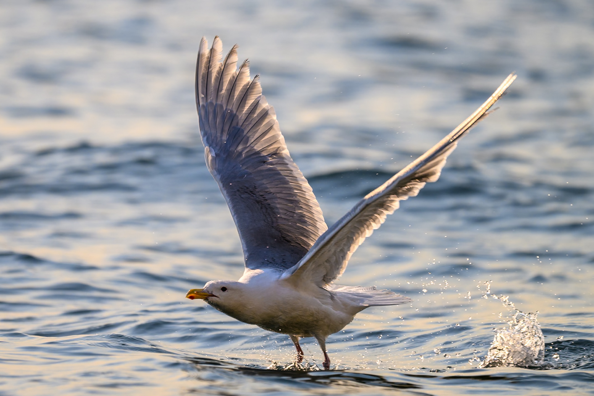 Vancouver Island, BC, Canada