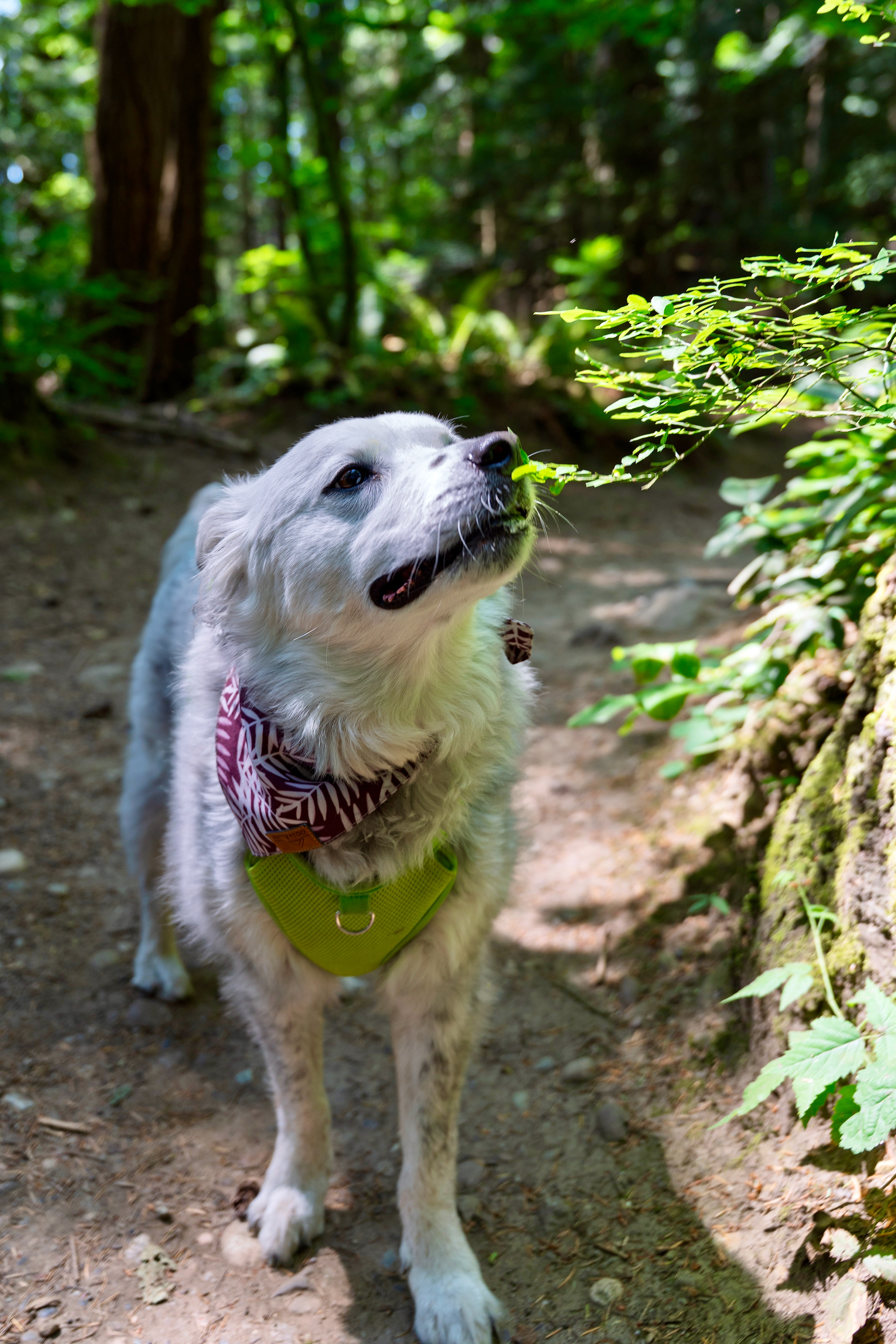 Baker at Lake Padden Off-Leash Trail