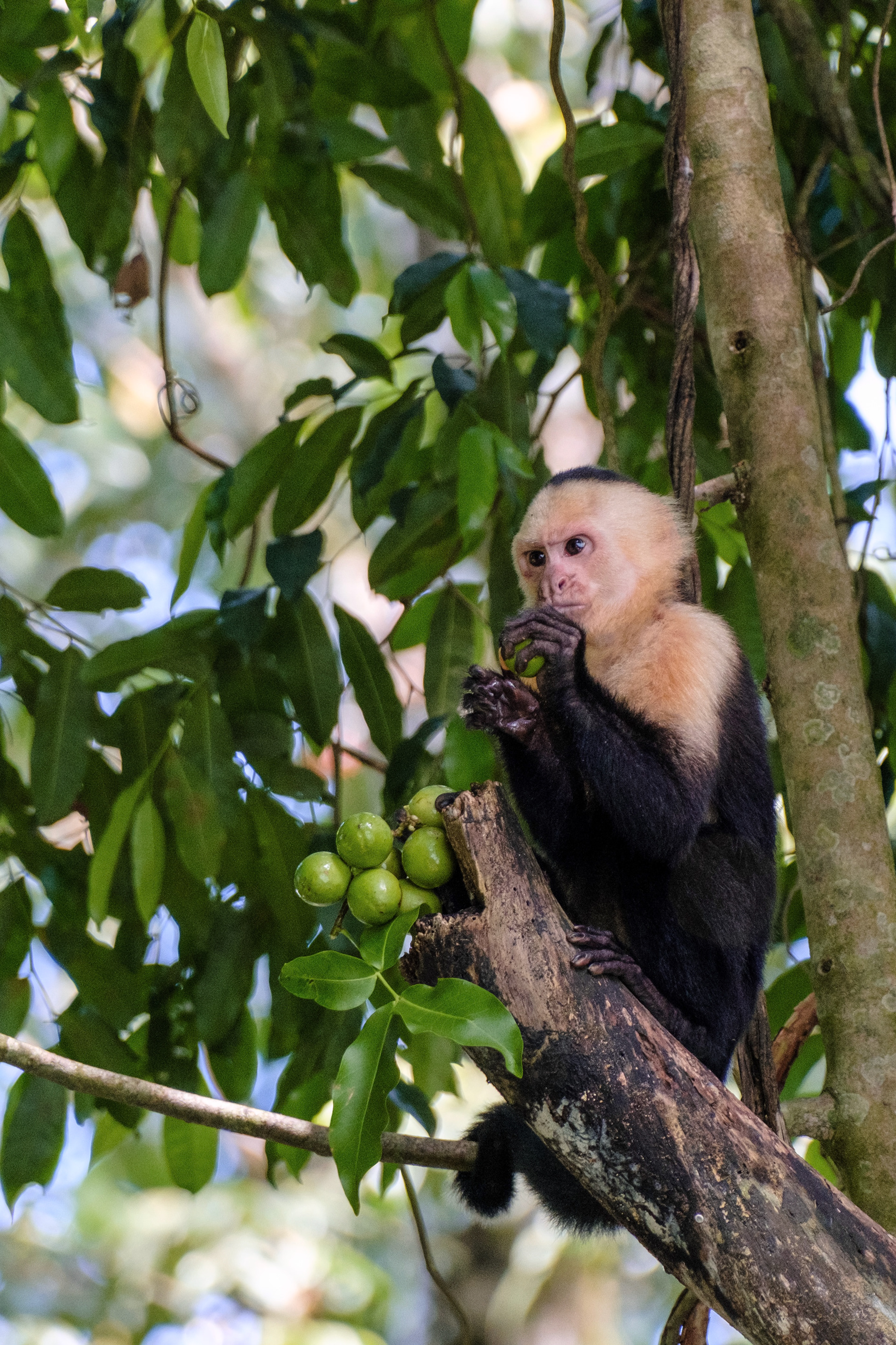 Manuel Antonio National Park, Costa Rica