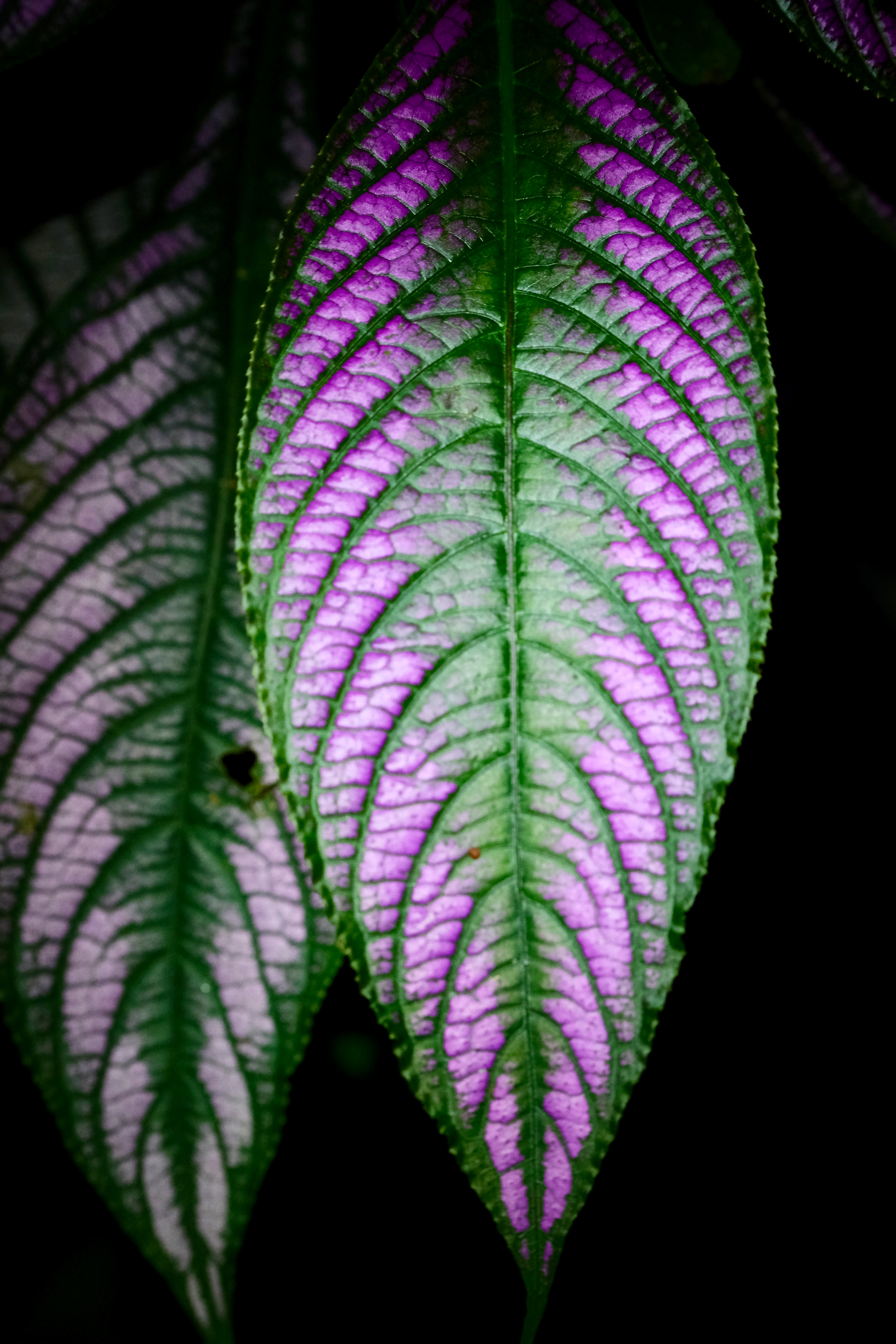 Fujifilm X-T4 / Fujinon 70-300mm