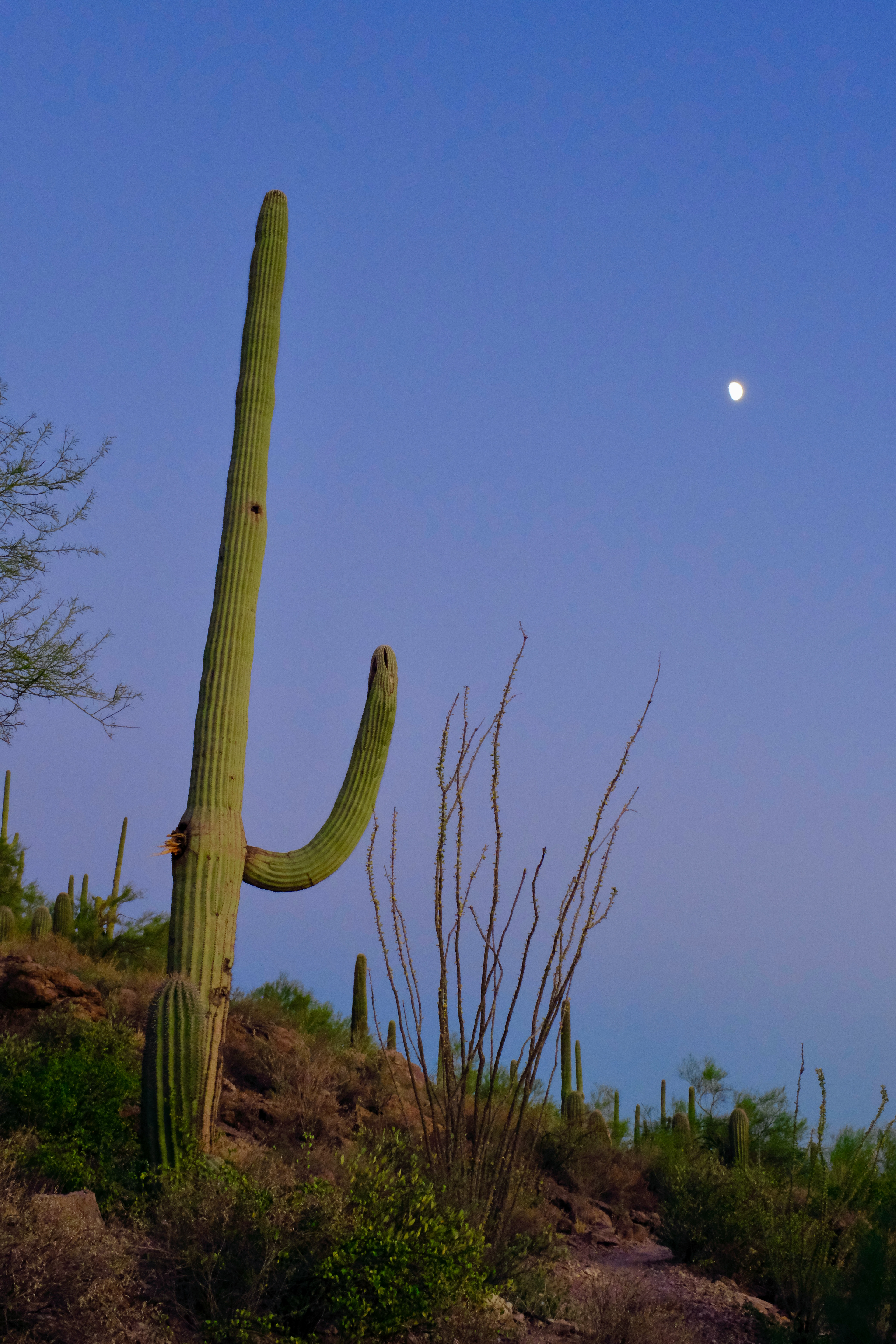 Fujifilm X-T4 / Saguaro National Park, Tucson, AZ
