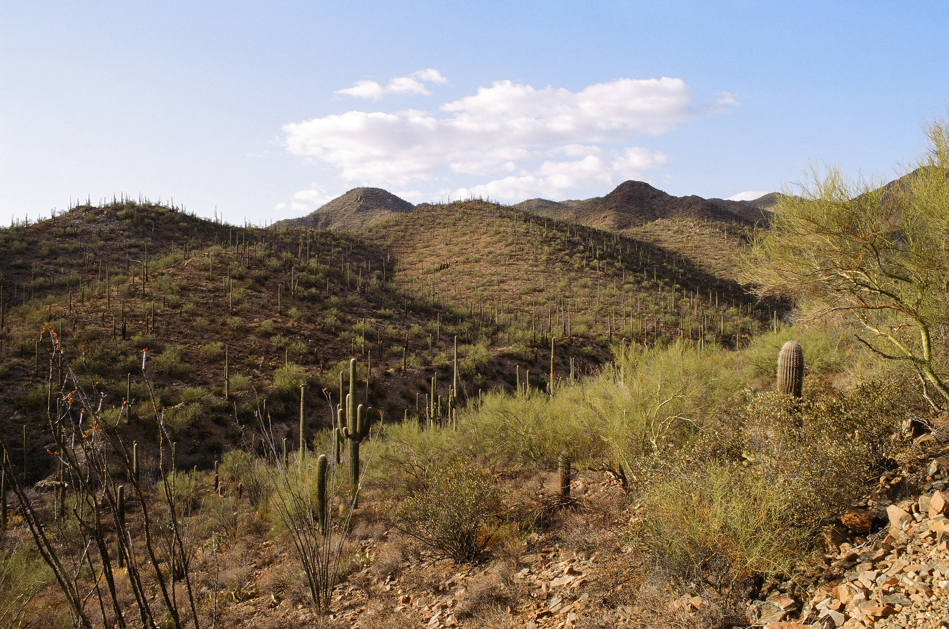Saguaro Nat'l Park, AZ, USA