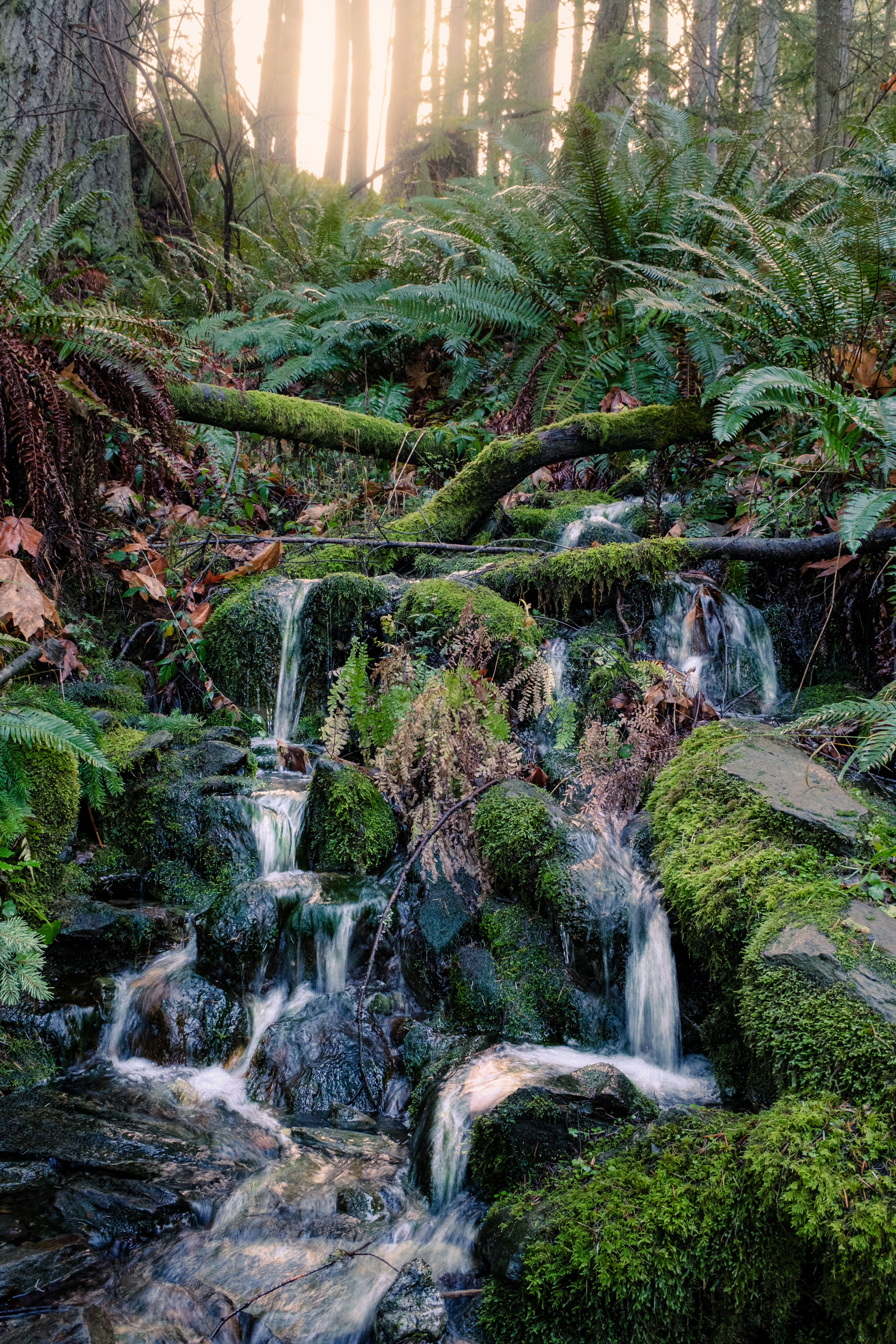 Western WA, USA