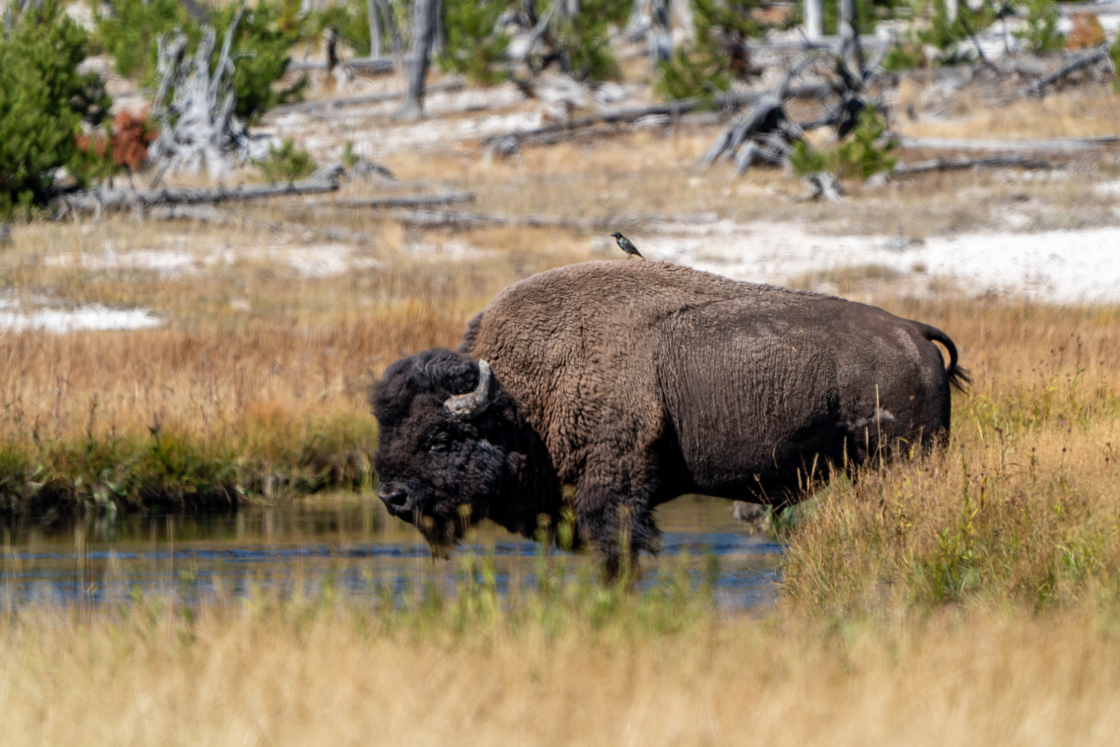 Yellowstone National Park