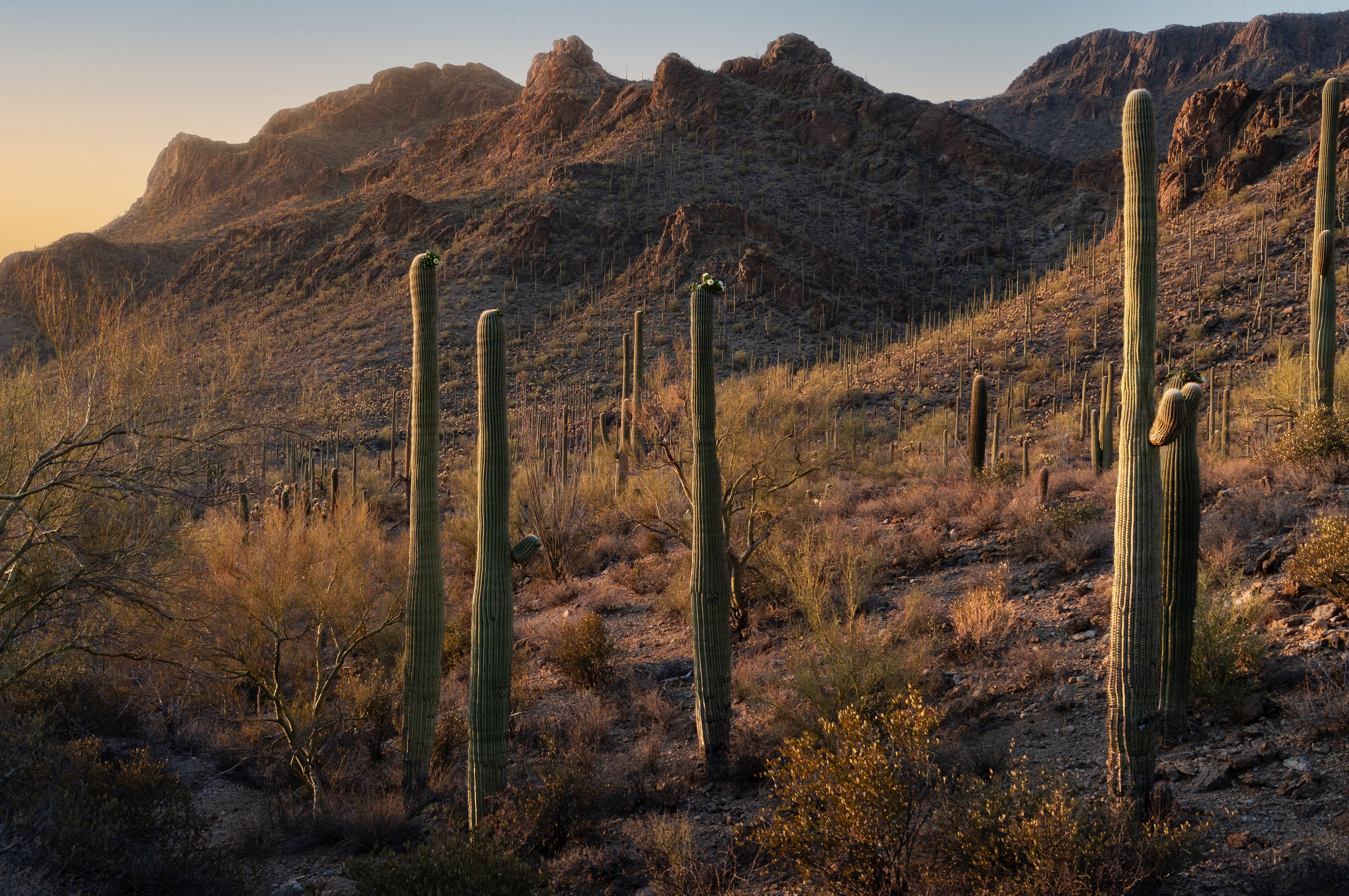 Saguaro National Park / Sony A7IV