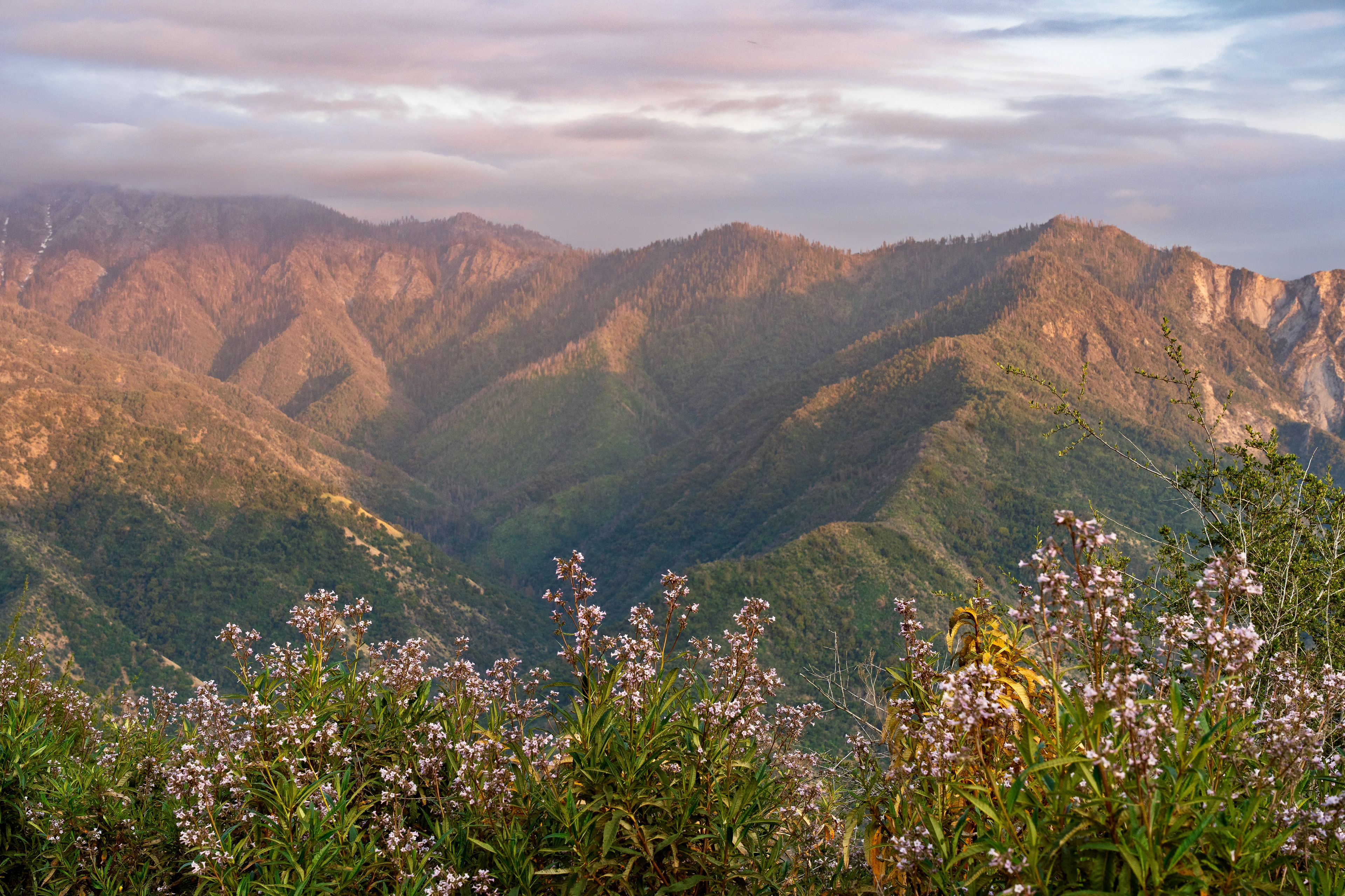 Sequoia National Park, CA / Sony A7IV