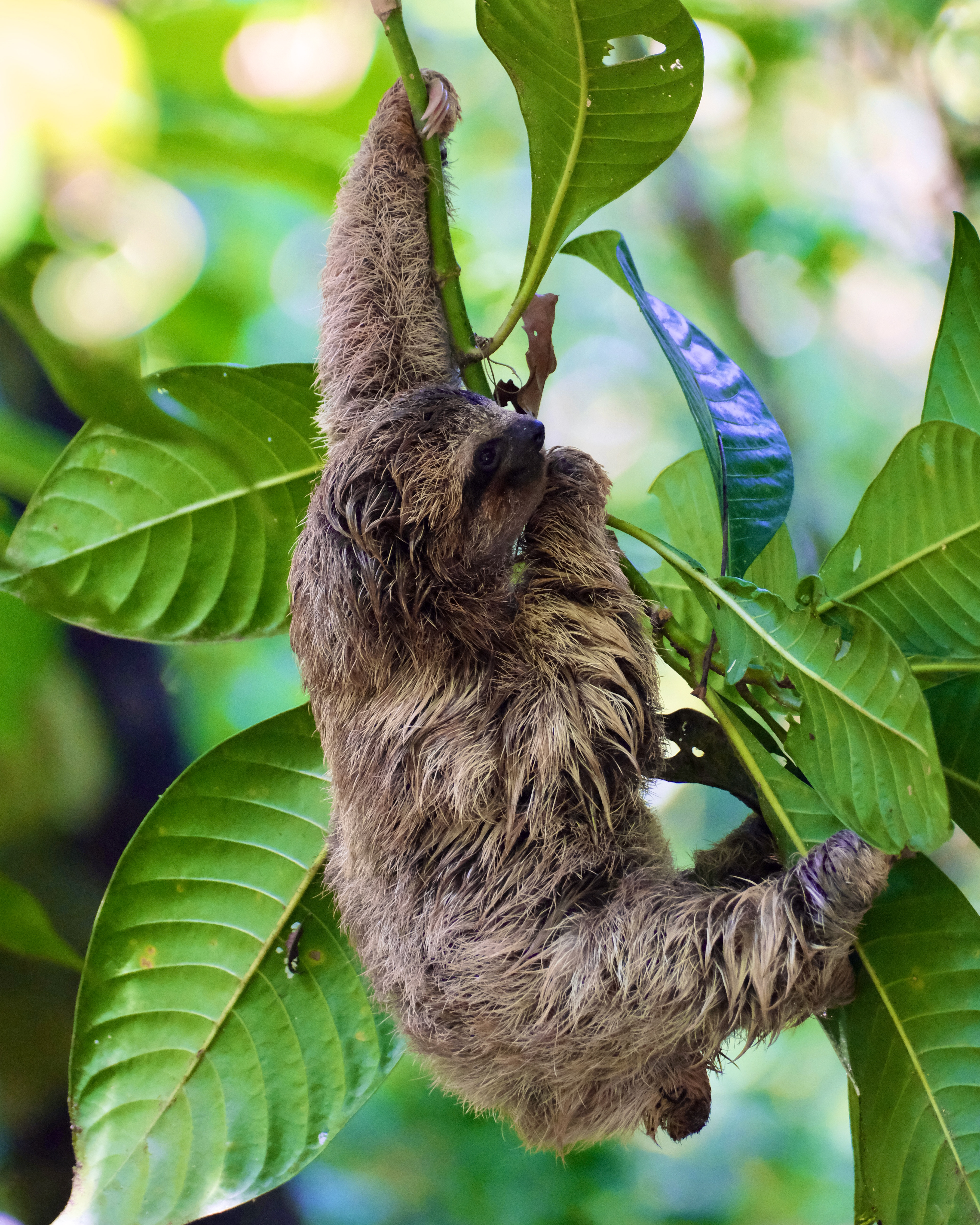 Fujifilm X-T4 / Fujinon 70-300mm