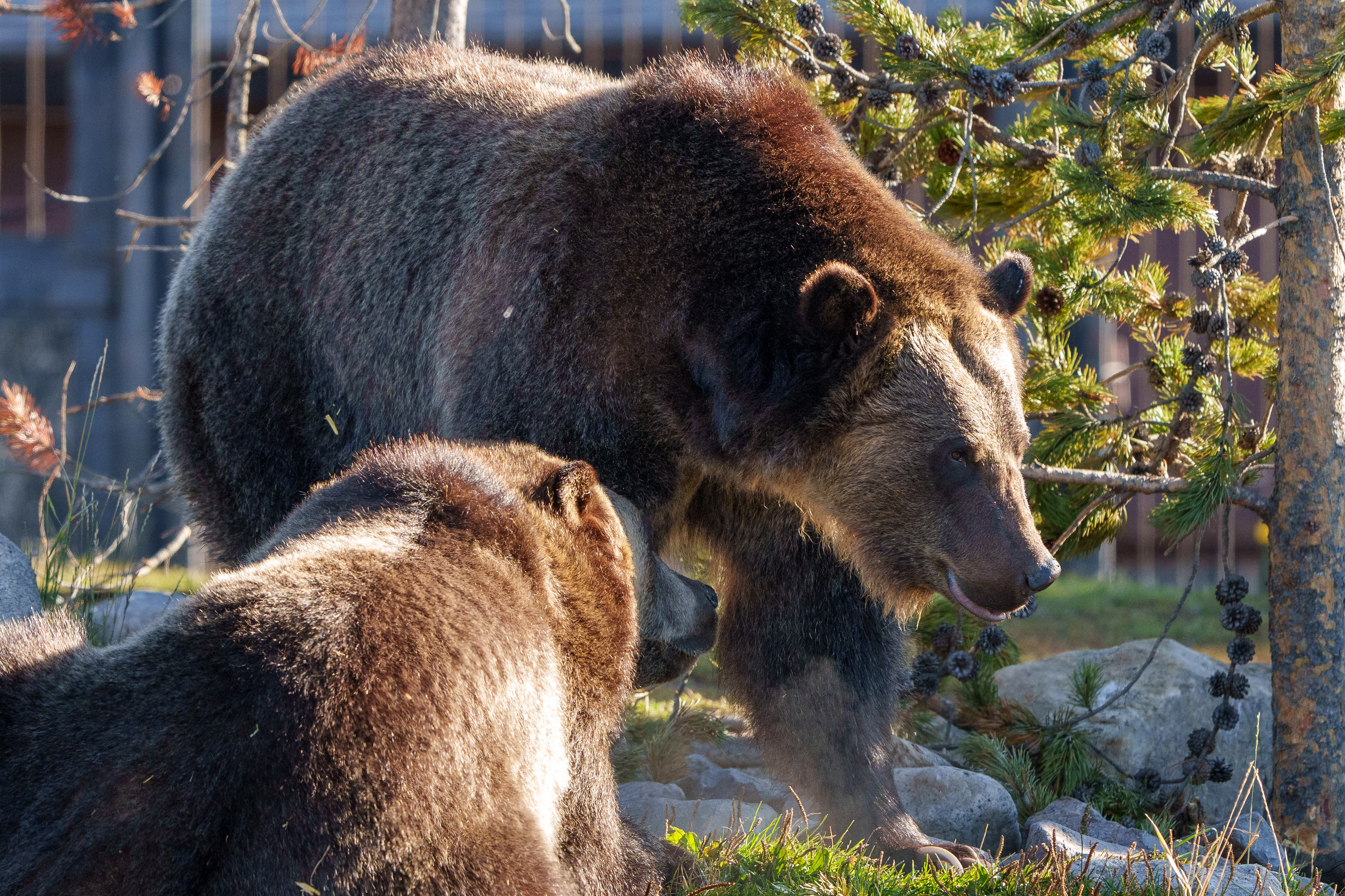 Grizzly & Wolf Sanctuary, Yellowstone, MT