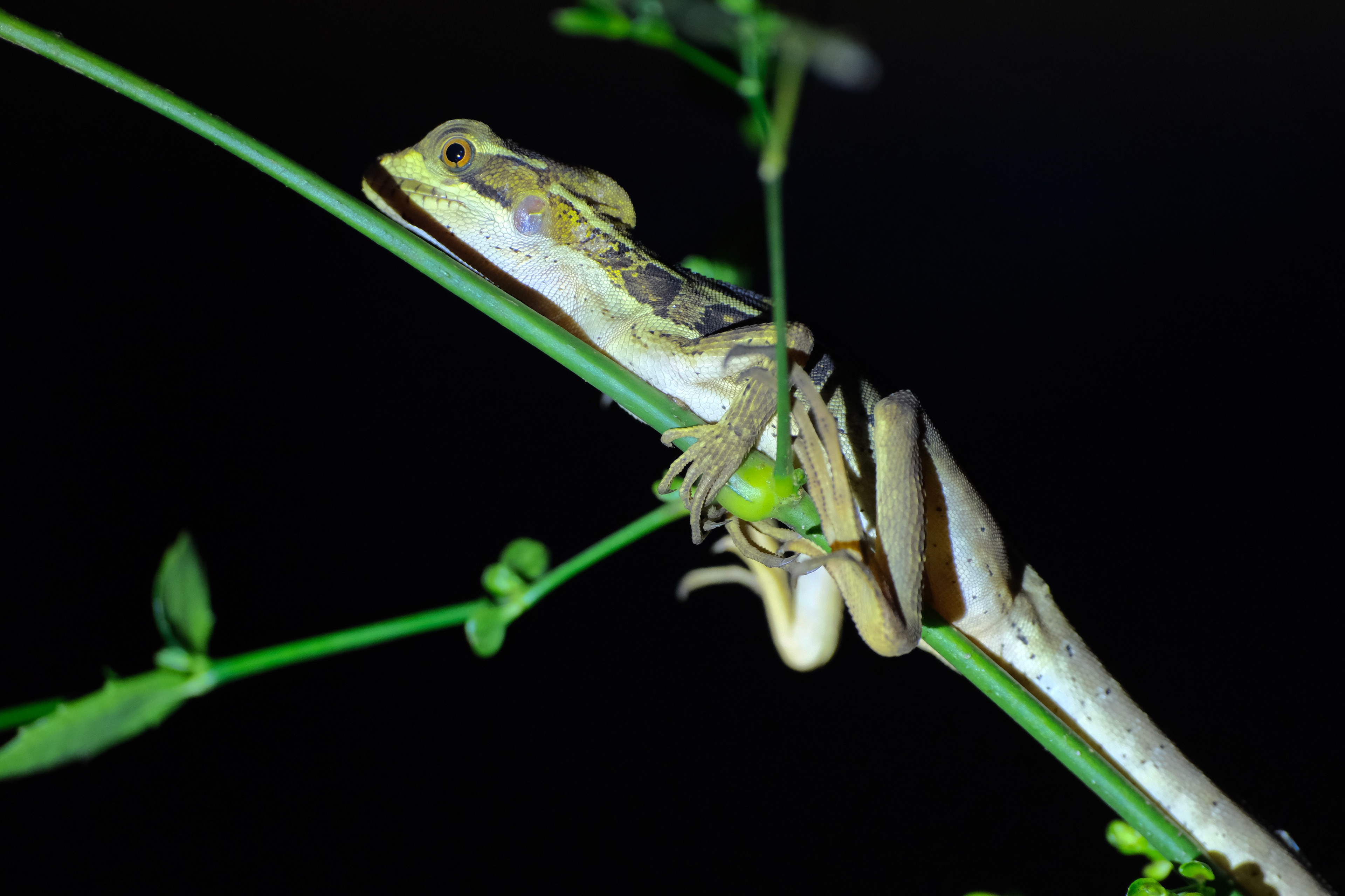 La Fortuna, Costa Rica