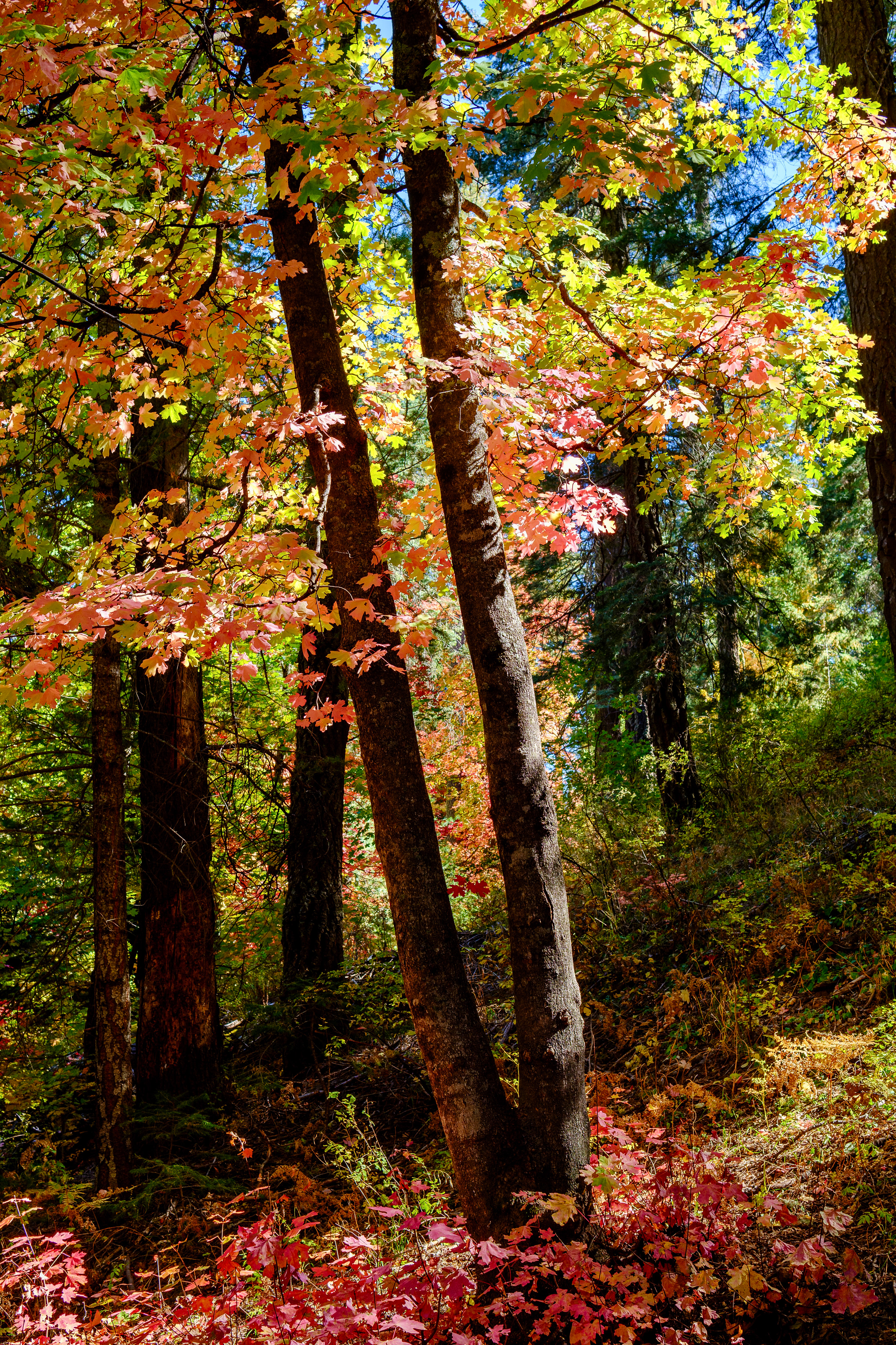 Fujifilm X-T4 / Mt. Lemmon, AZ