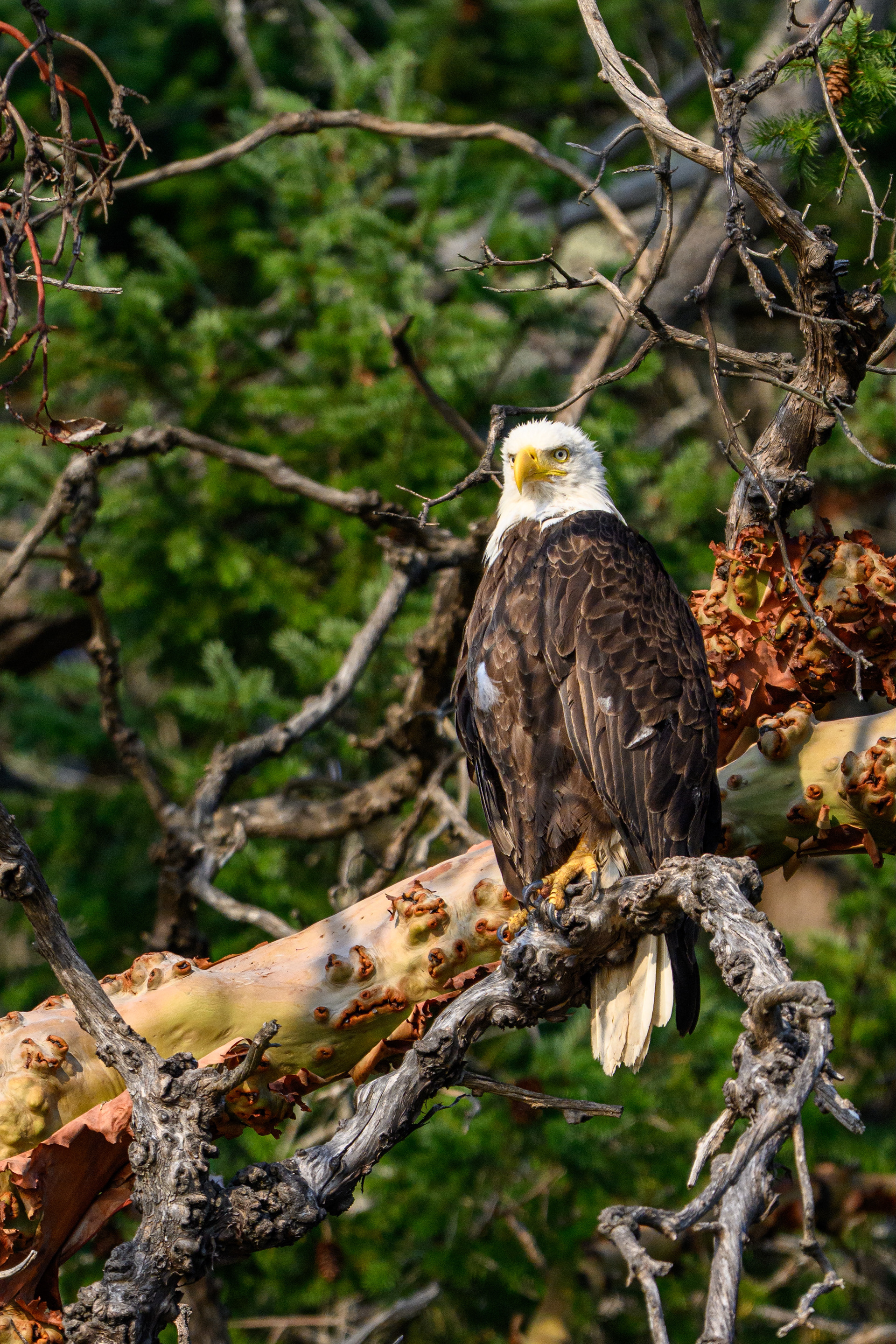 Vancouver Island, BC, Canada