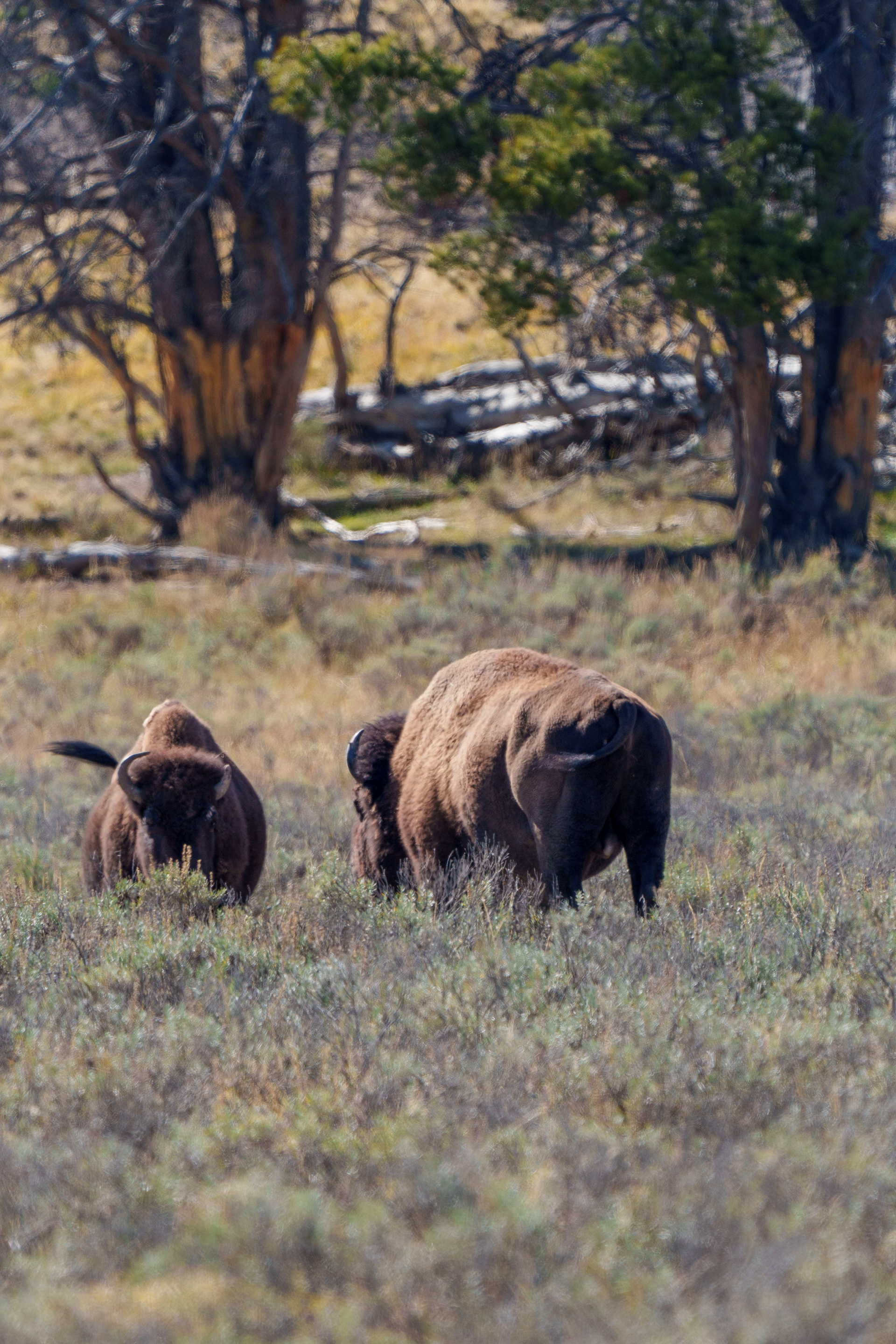 Sony A7IV / Sony 200-600 G