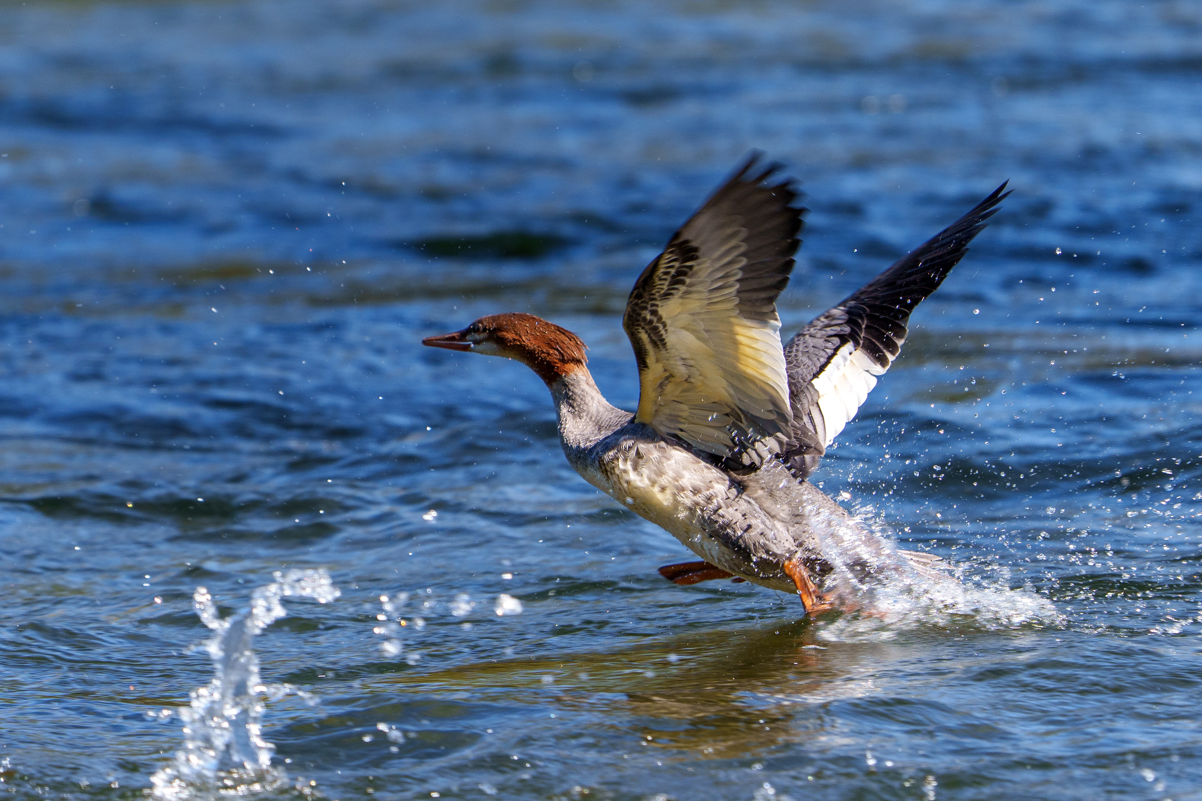 Sony A7IV / Sony 200-600 G