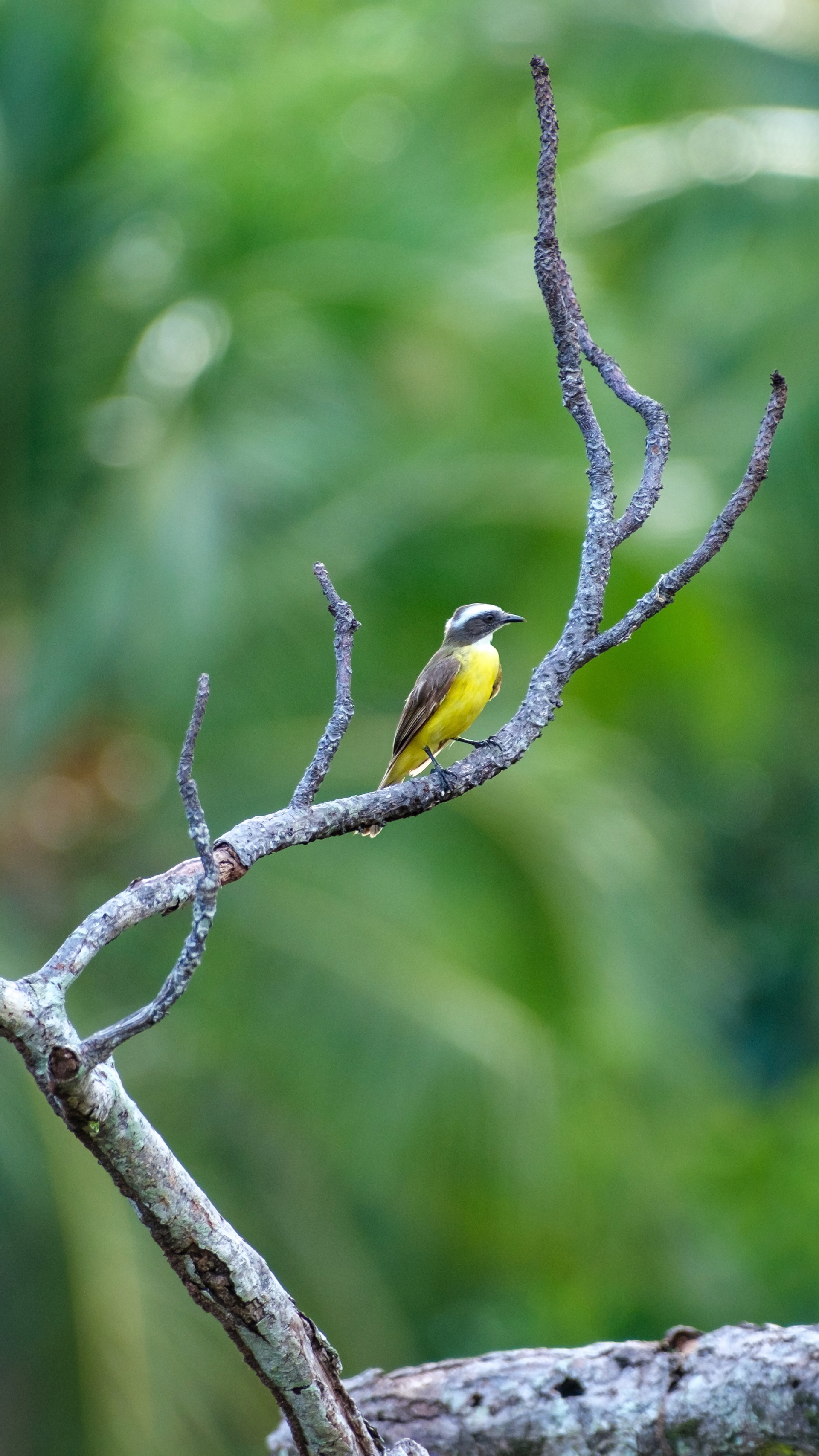 Manuel Antonio National Park, Costa Rica
