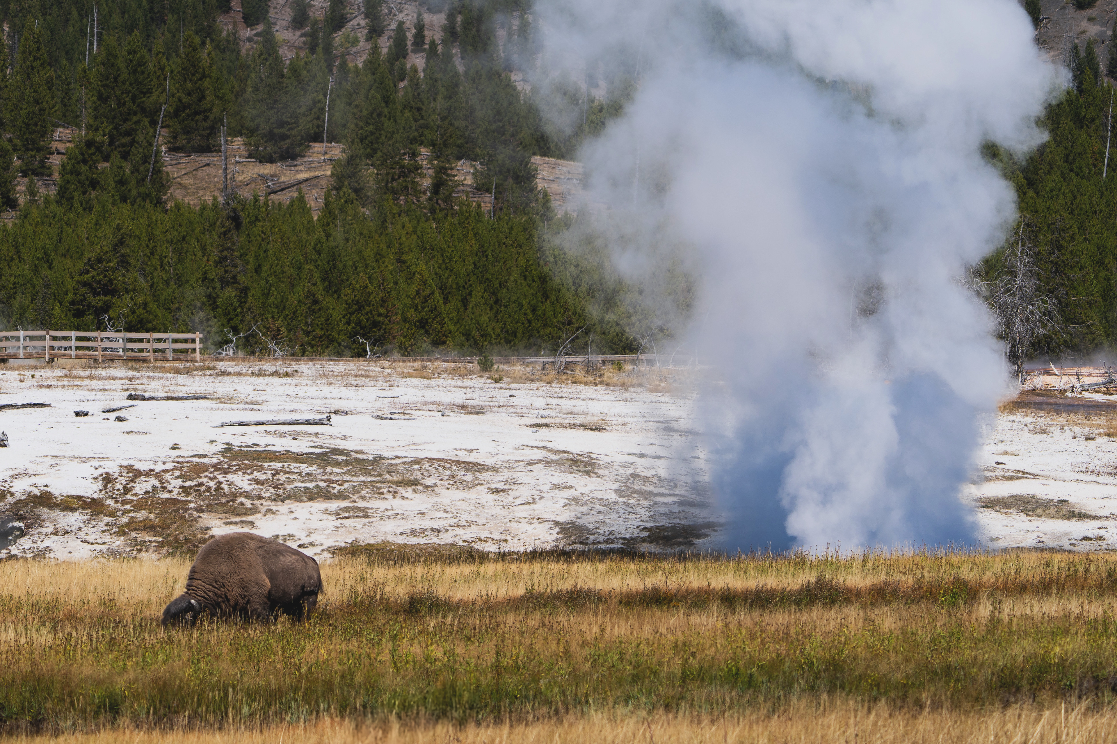 Sony A7IV / Sony 200-600 G
