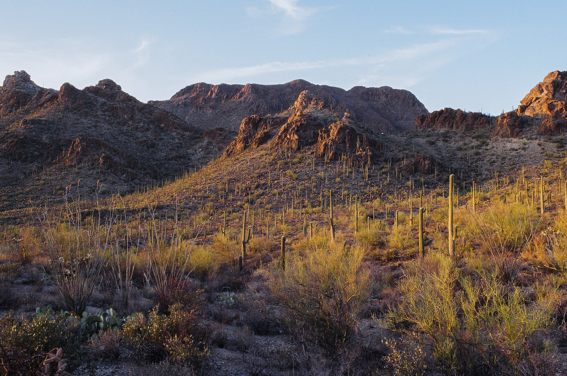 Saguaro Nat'l Park, AZ, USA