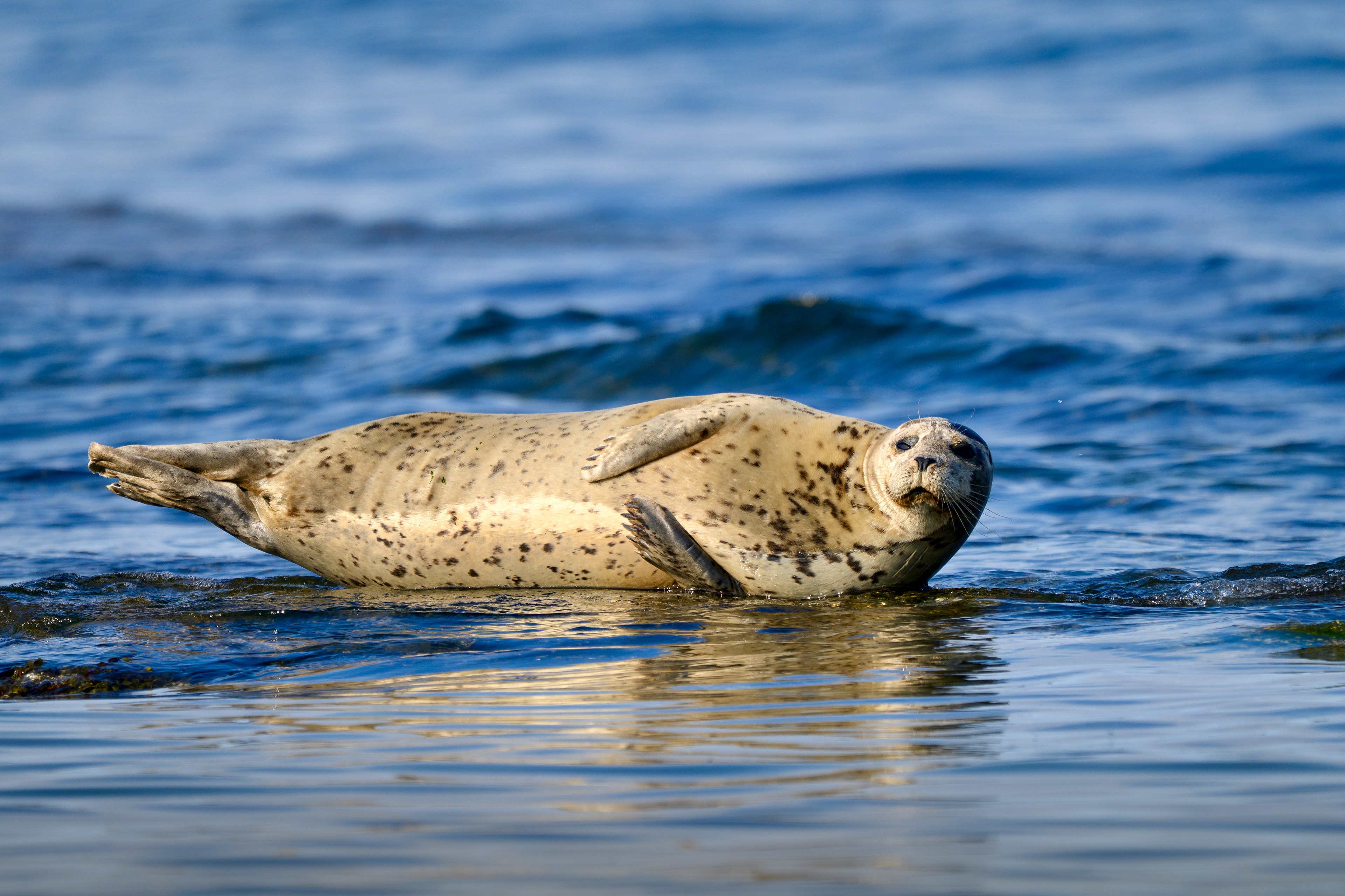Vancouver Island, BC, Canada