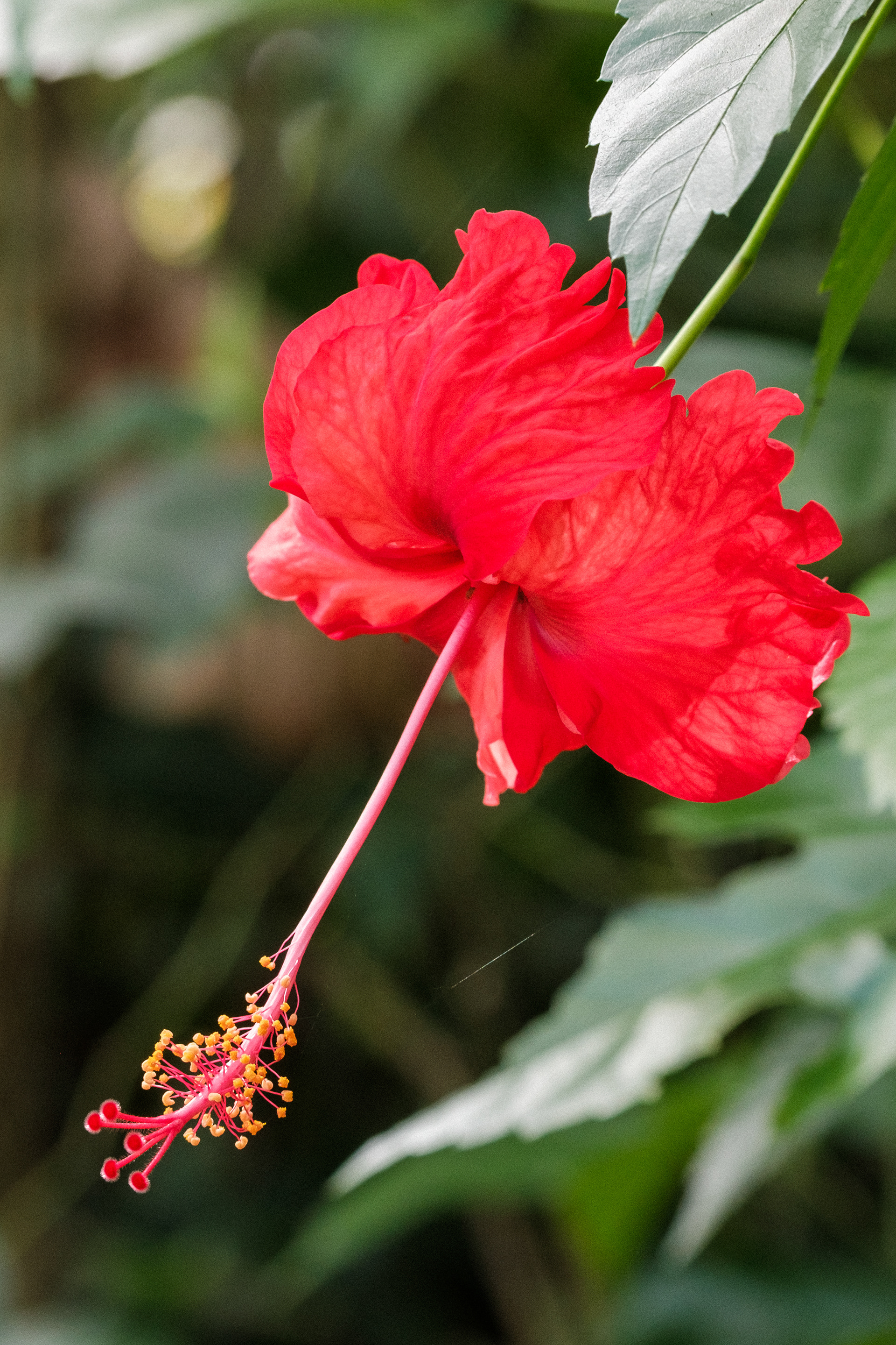 Manuel Antonio National Park, Costa Rica / Fujifilm X-T4