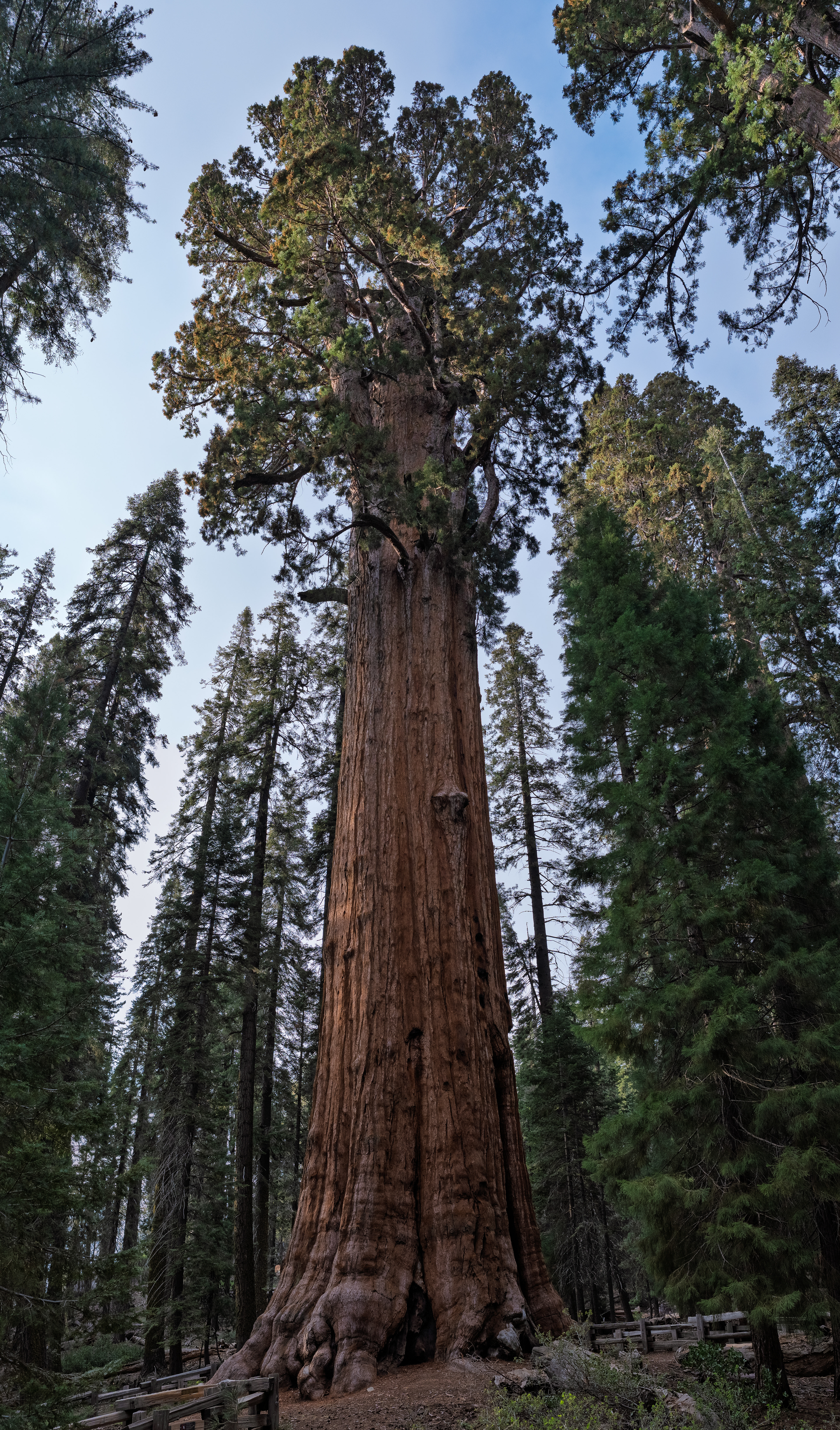 General Sherman Tree, Sequoia National Park, CA / Sony A7IV