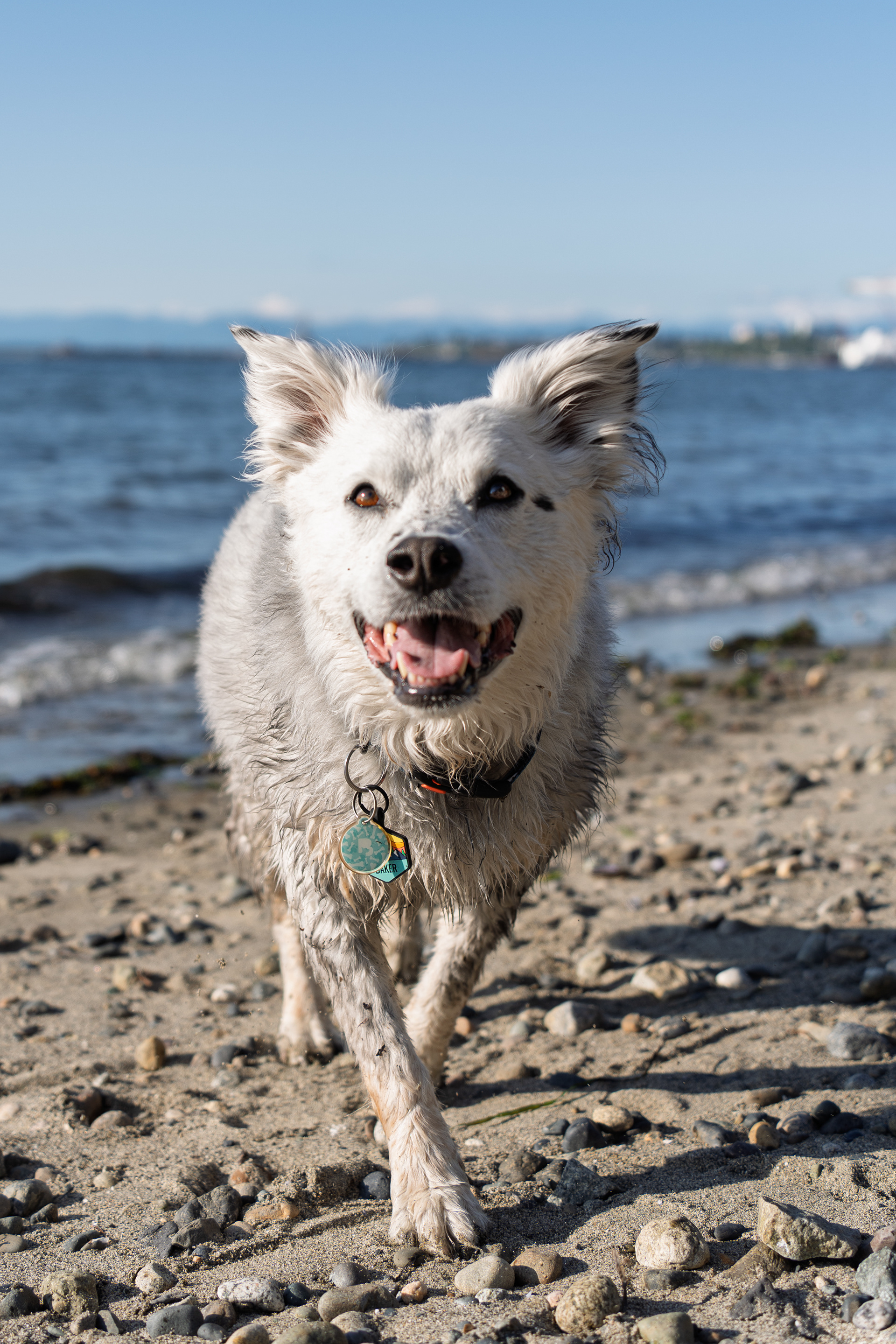 Baker at Howarth Dog Park