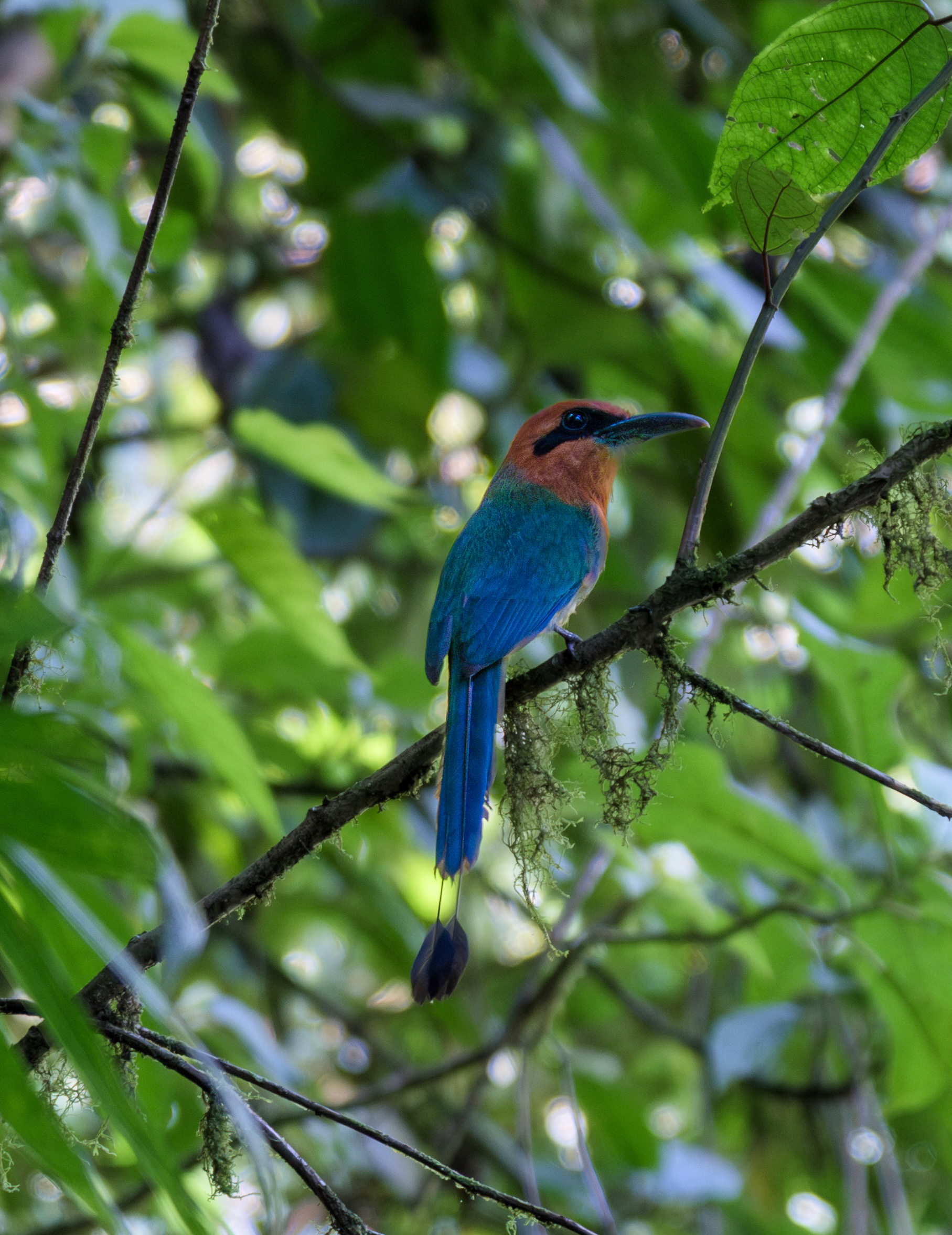 Fujifilm X-T4 / Fujinon 70-300mm