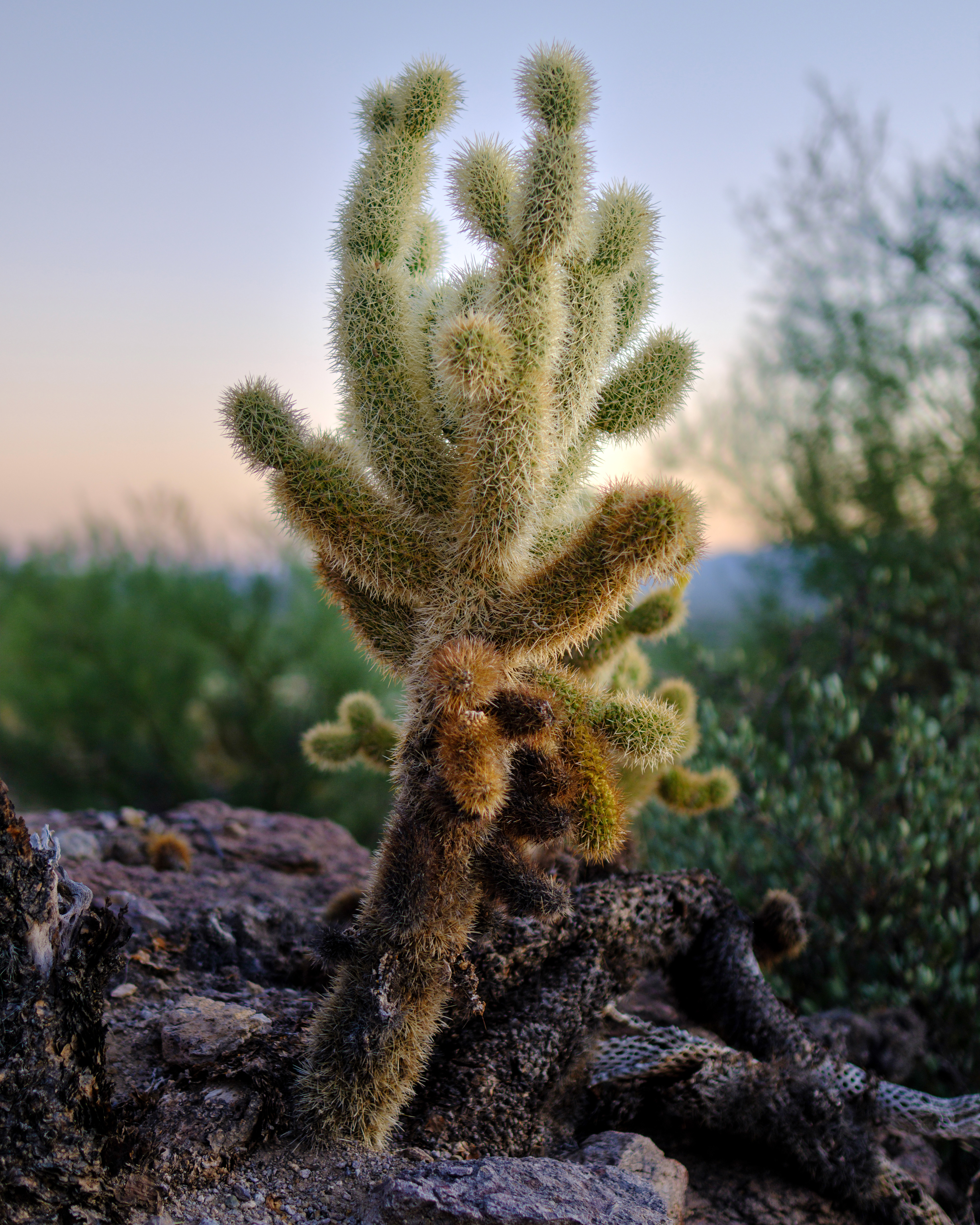 Fujifilm X-T4 / Gate’s Pass, Tucson, AZ