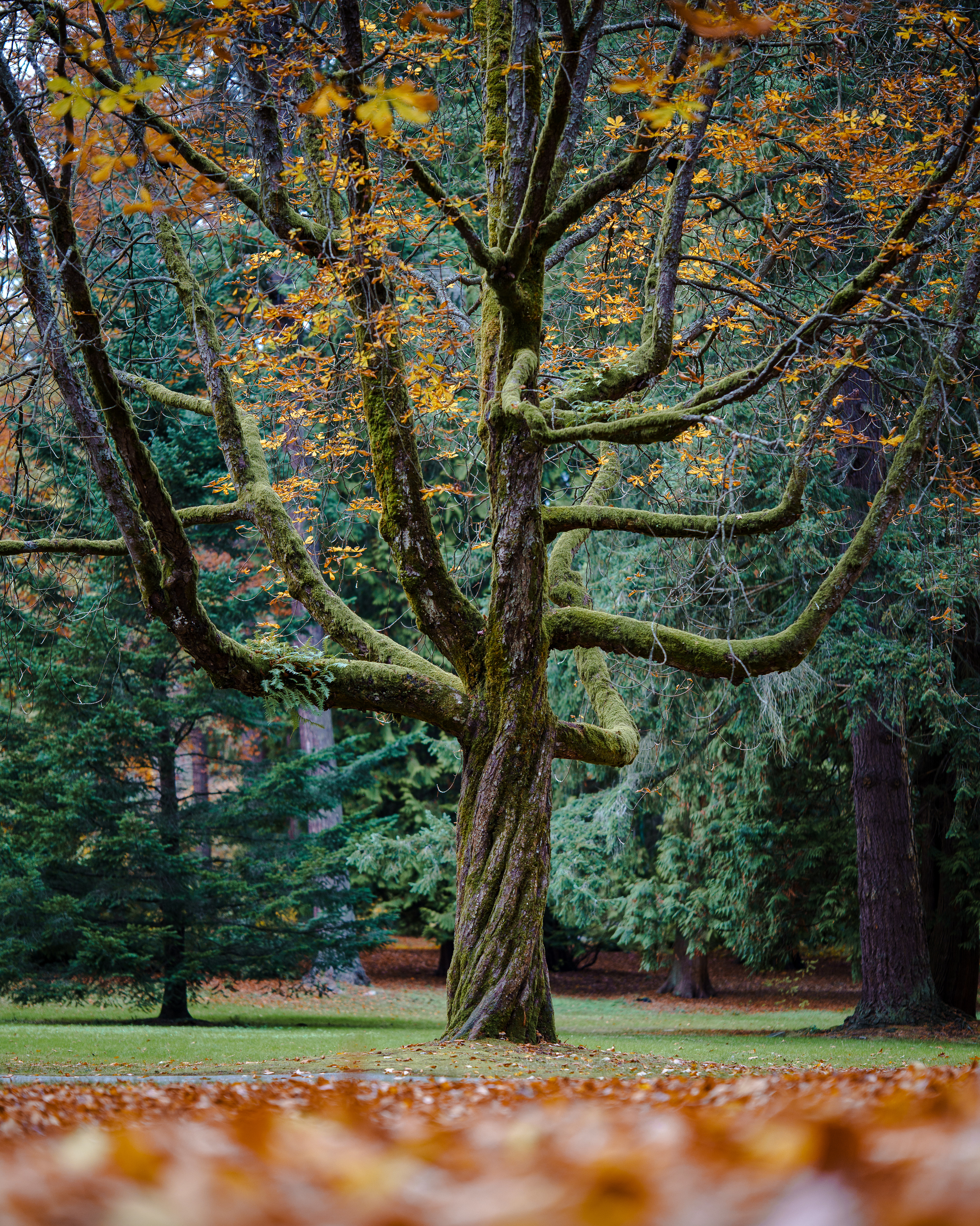 Stanley Park, BC, Canada